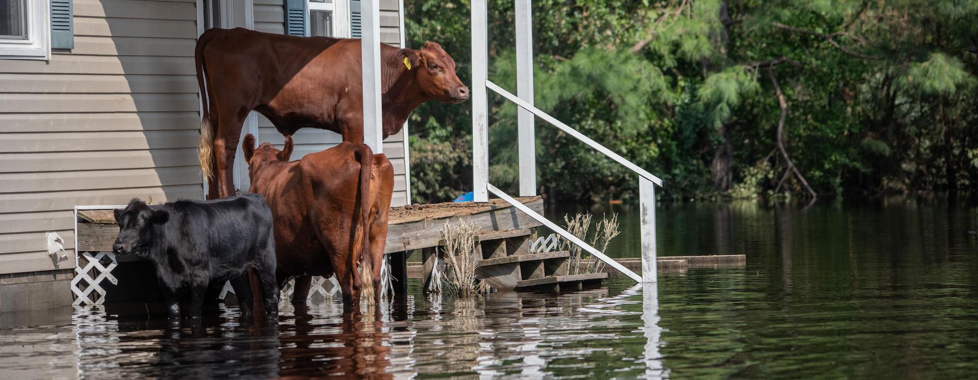 Flooded house with cows on the porch