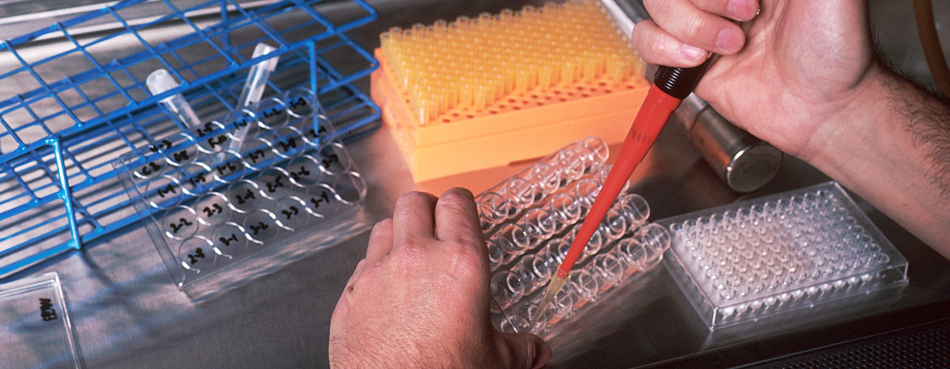 Hands pipetting samples into testtubes