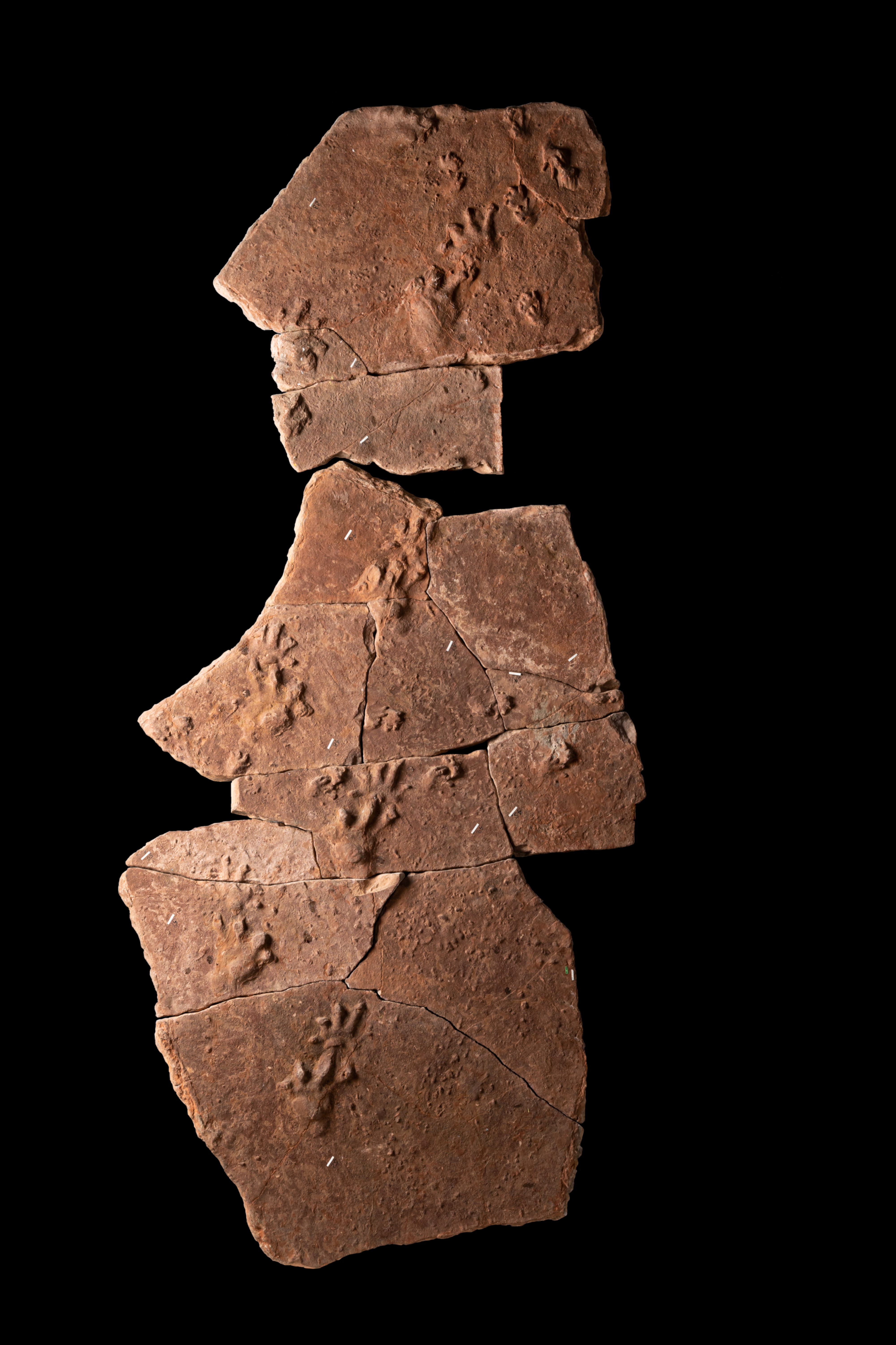 Trackways in Carboniferous-aged sandstone from Alveley, Shropshire.