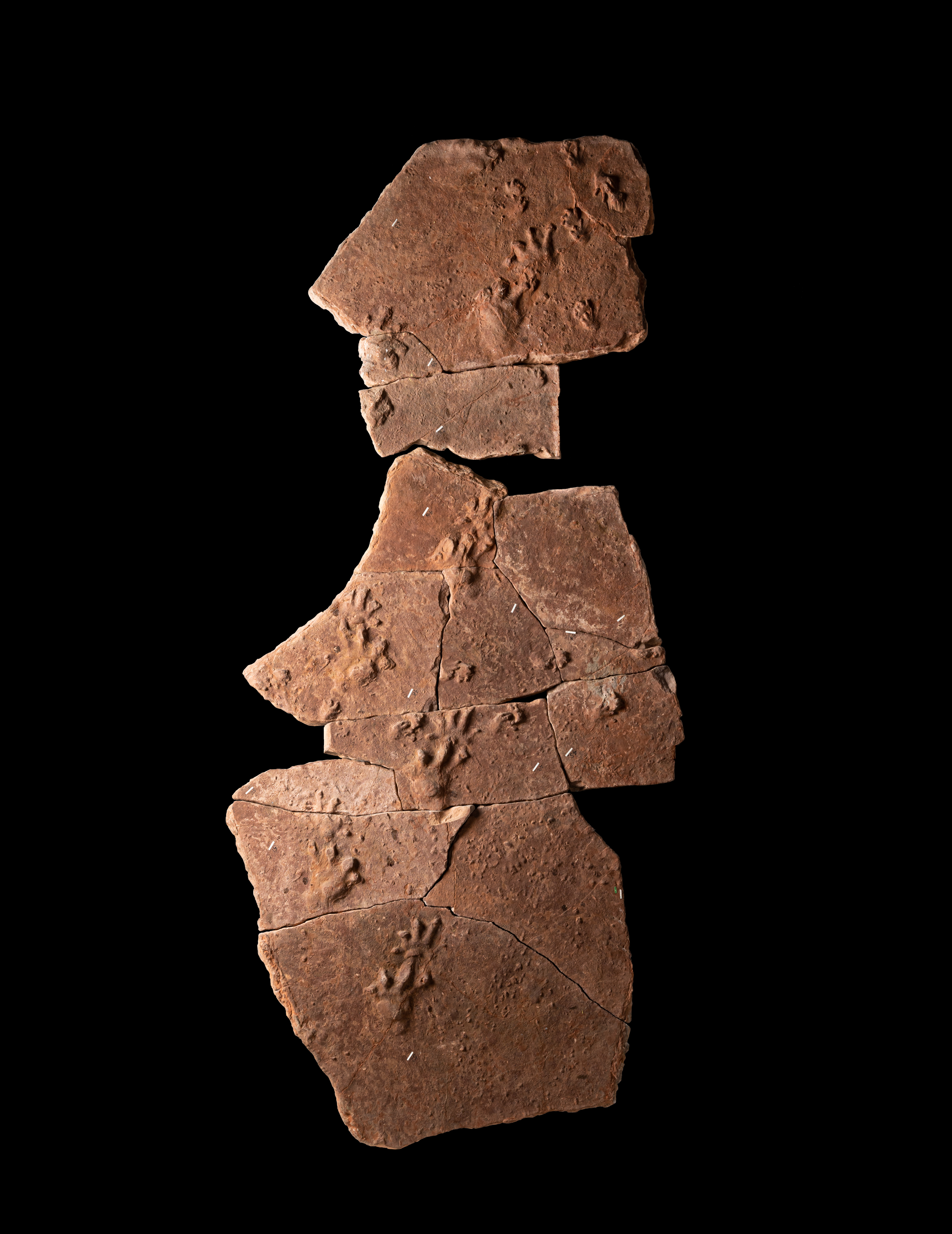 Trackways in Carboniferous-aged sandstone from Alveley, Shropshire.