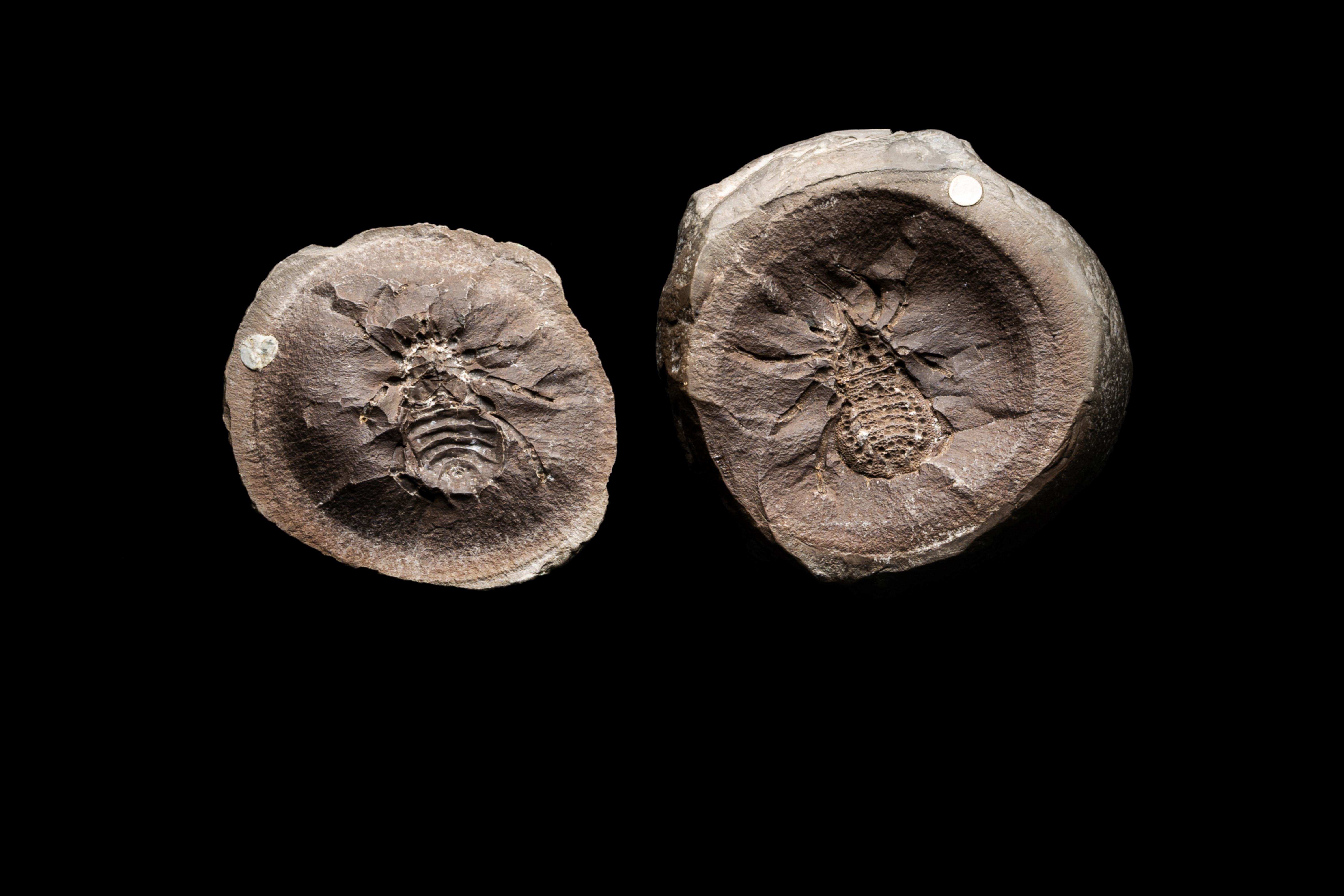 Two halves of a nodule, broken open to reveal an exceptional fossilised arachnid.