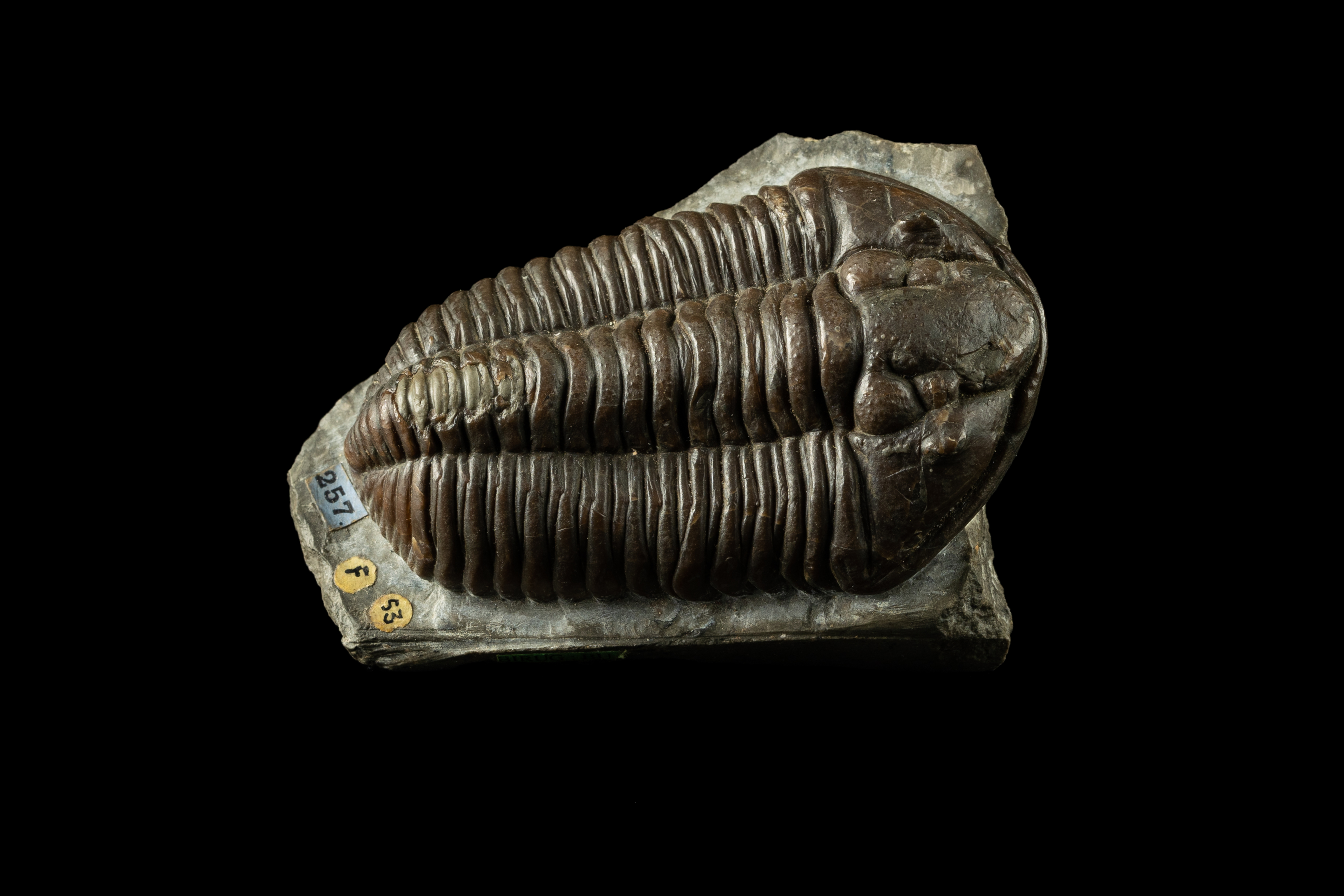 An exceptionally well-preserved Dudley Bug fossil.