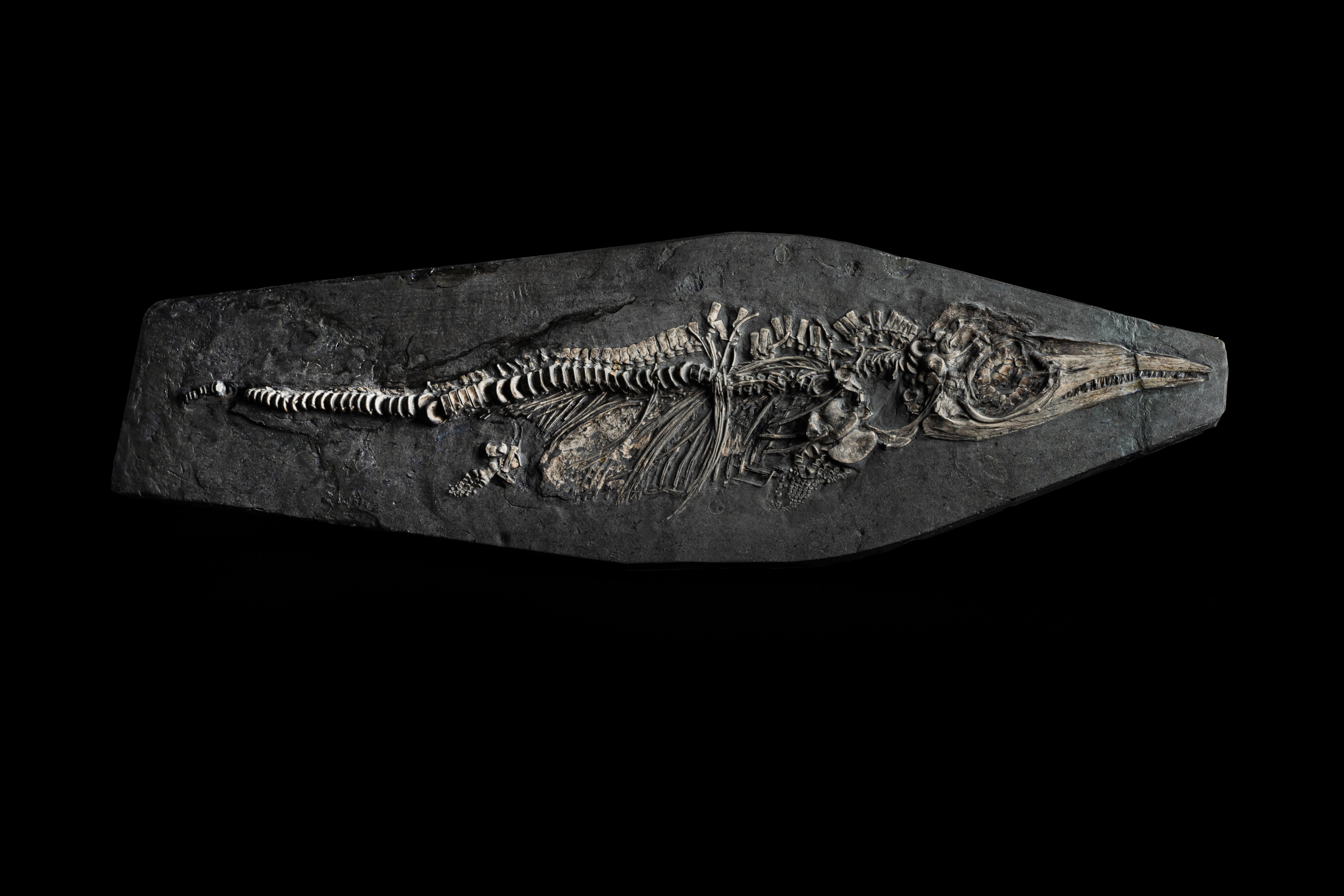 An exceptionally preserved Ichthyosaurus communis neonate.