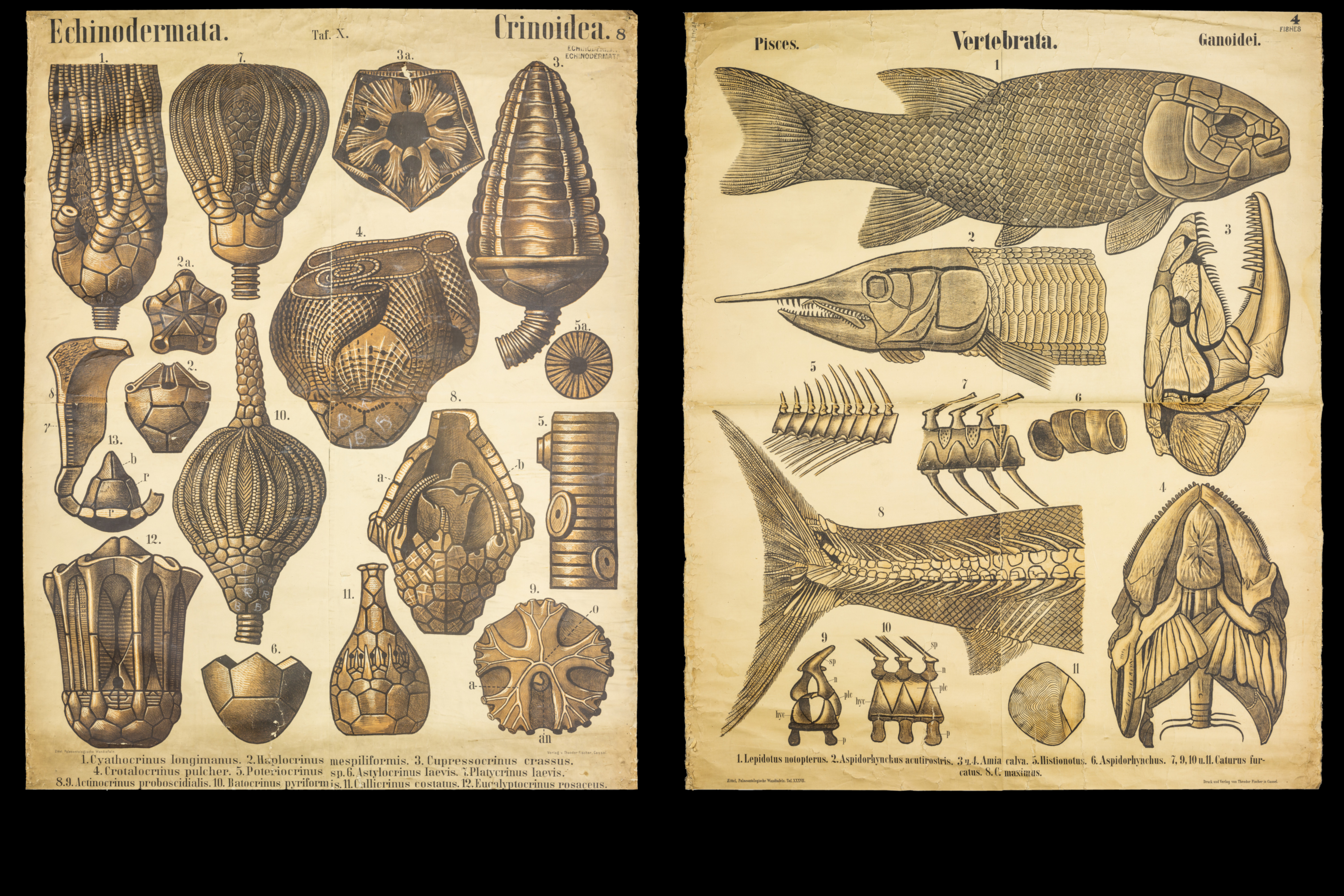 Palaeontology teaching diagrams.