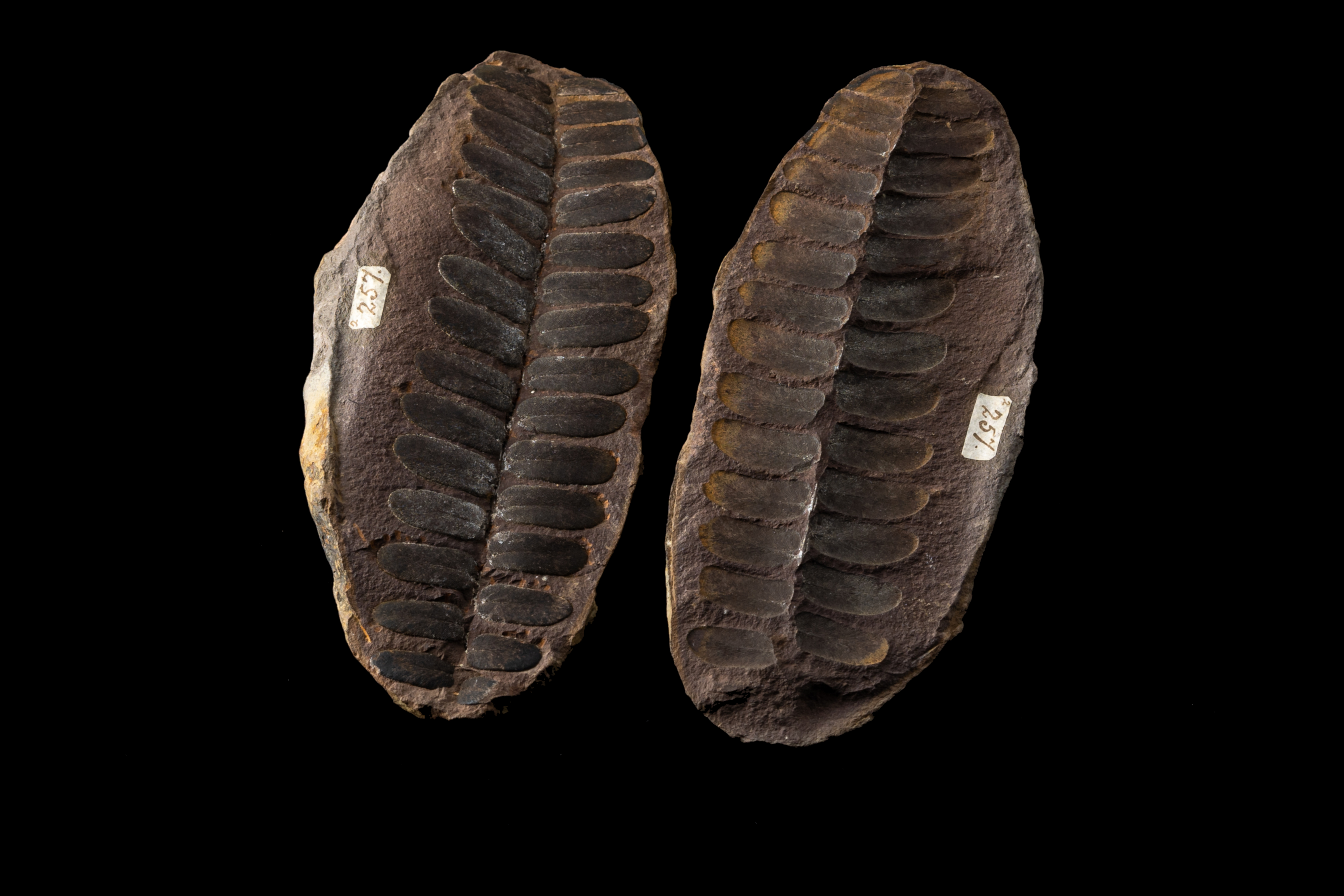 Iron nodule containing an exceptional fern fossil.