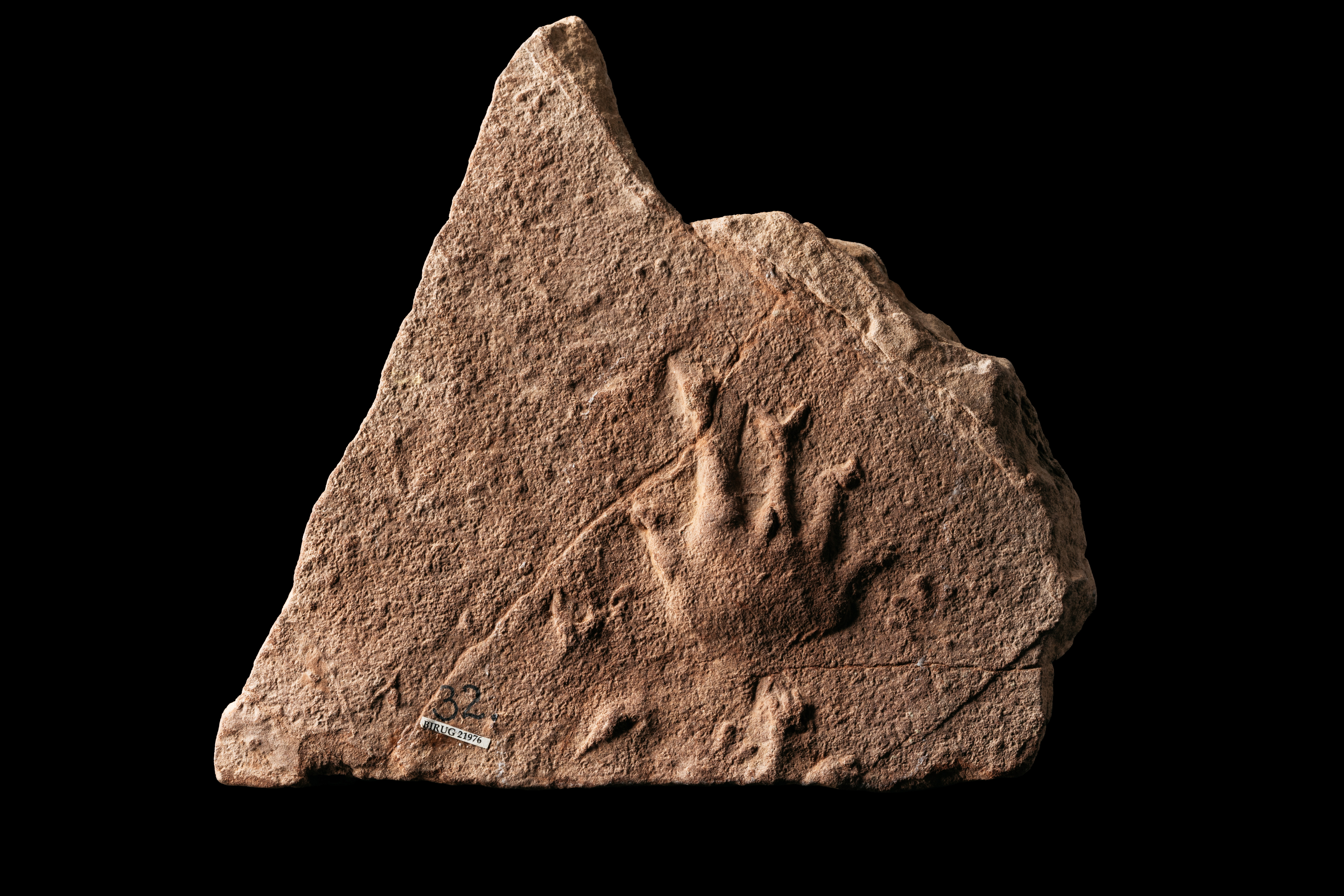 Sandstone slab with fossil footprint.