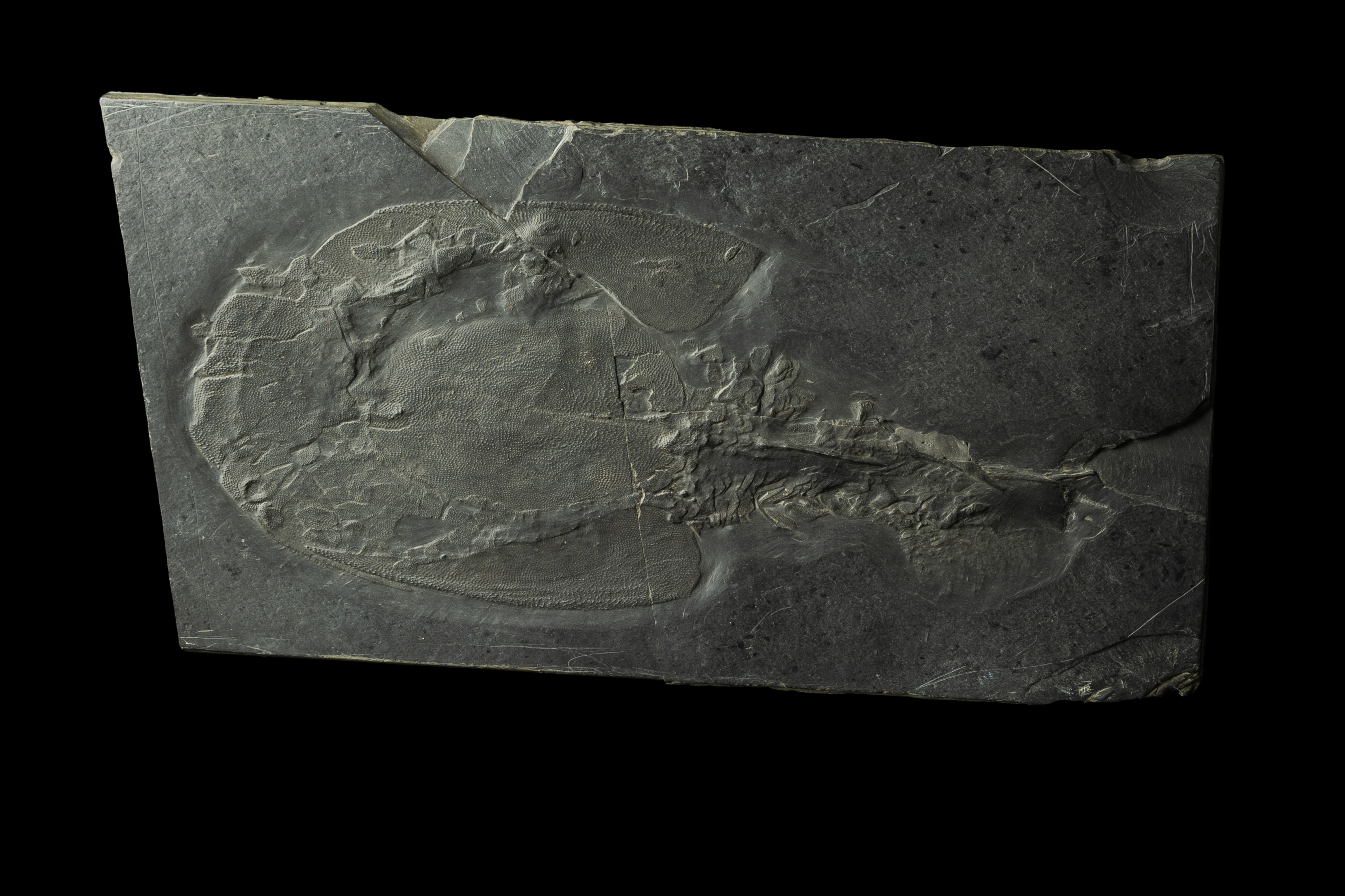 An exceptionally preserved fossil fish on a slab of rock.