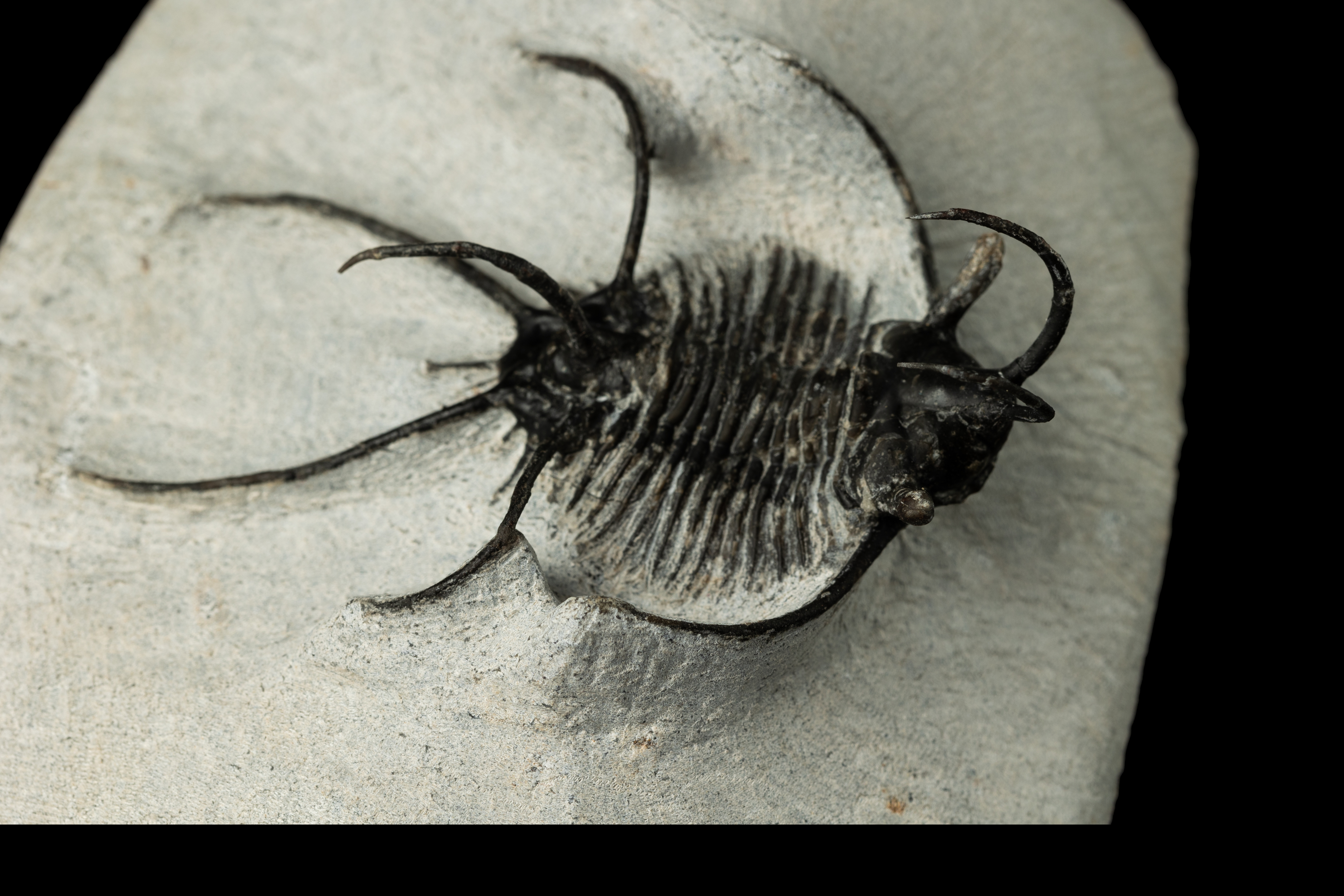 A trilobite with multiple spines protruding.