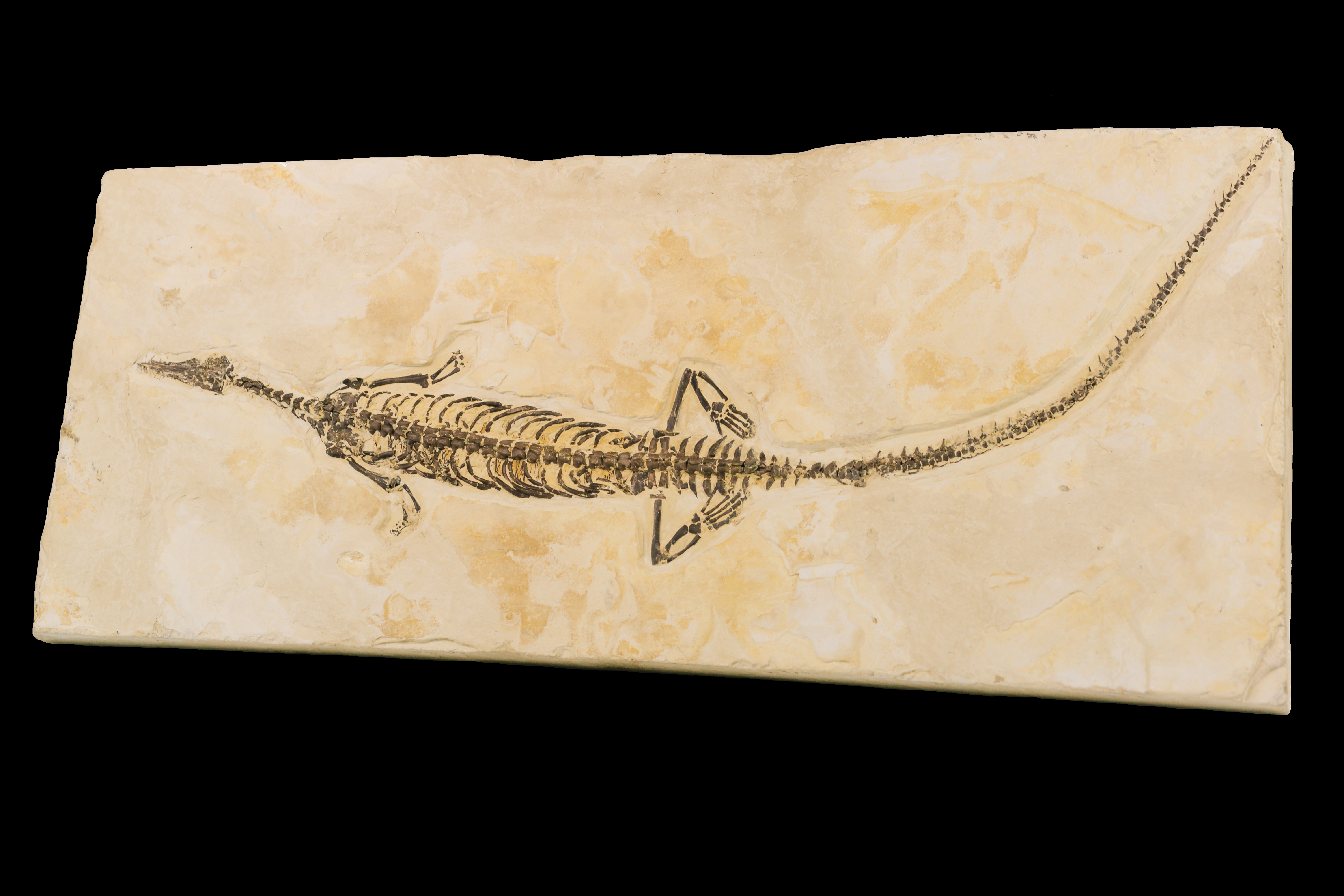A fossil Mesosaurus on a pale slab of rock.