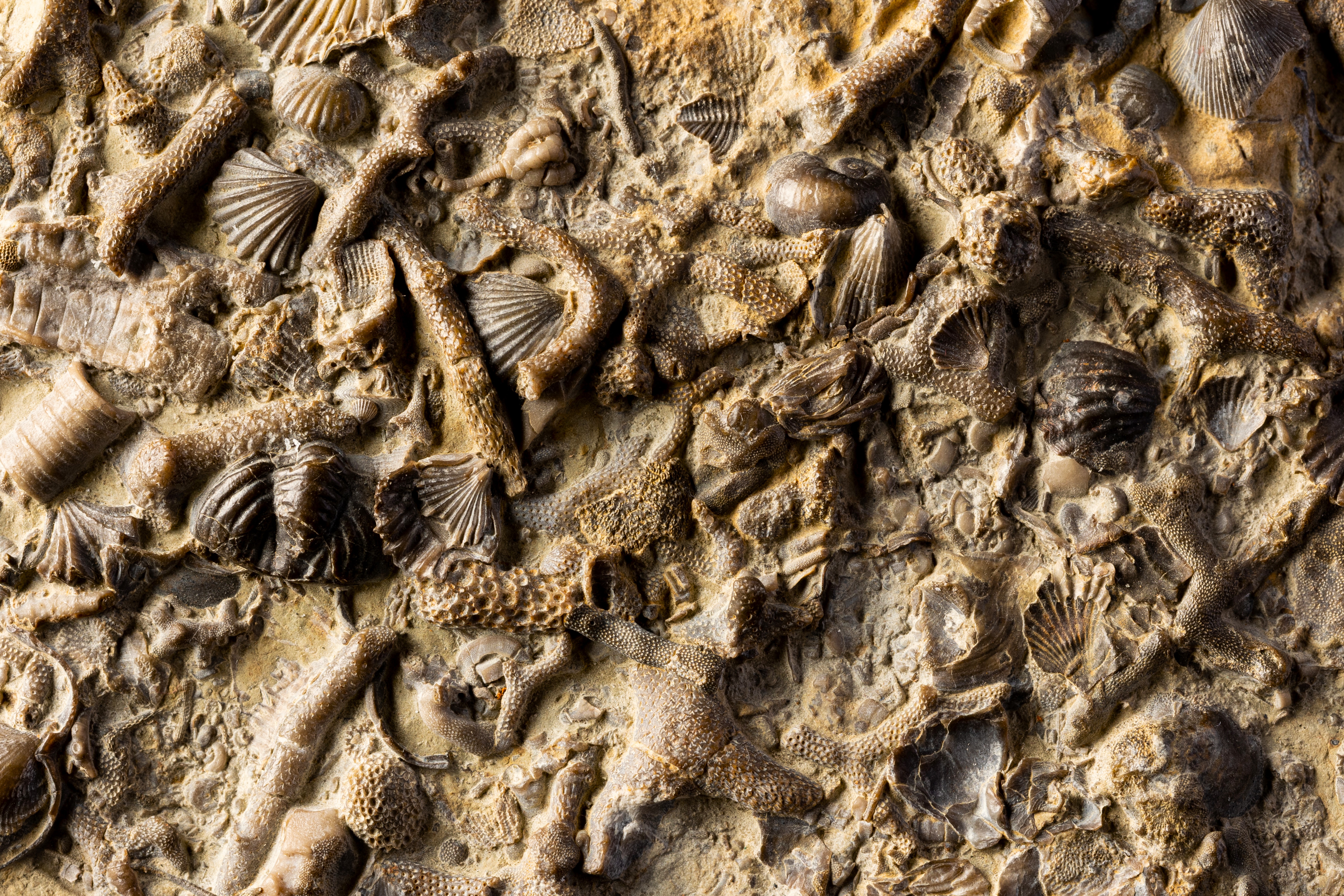 A death assemblage of Silurian fossils on Wenlock Limestone.