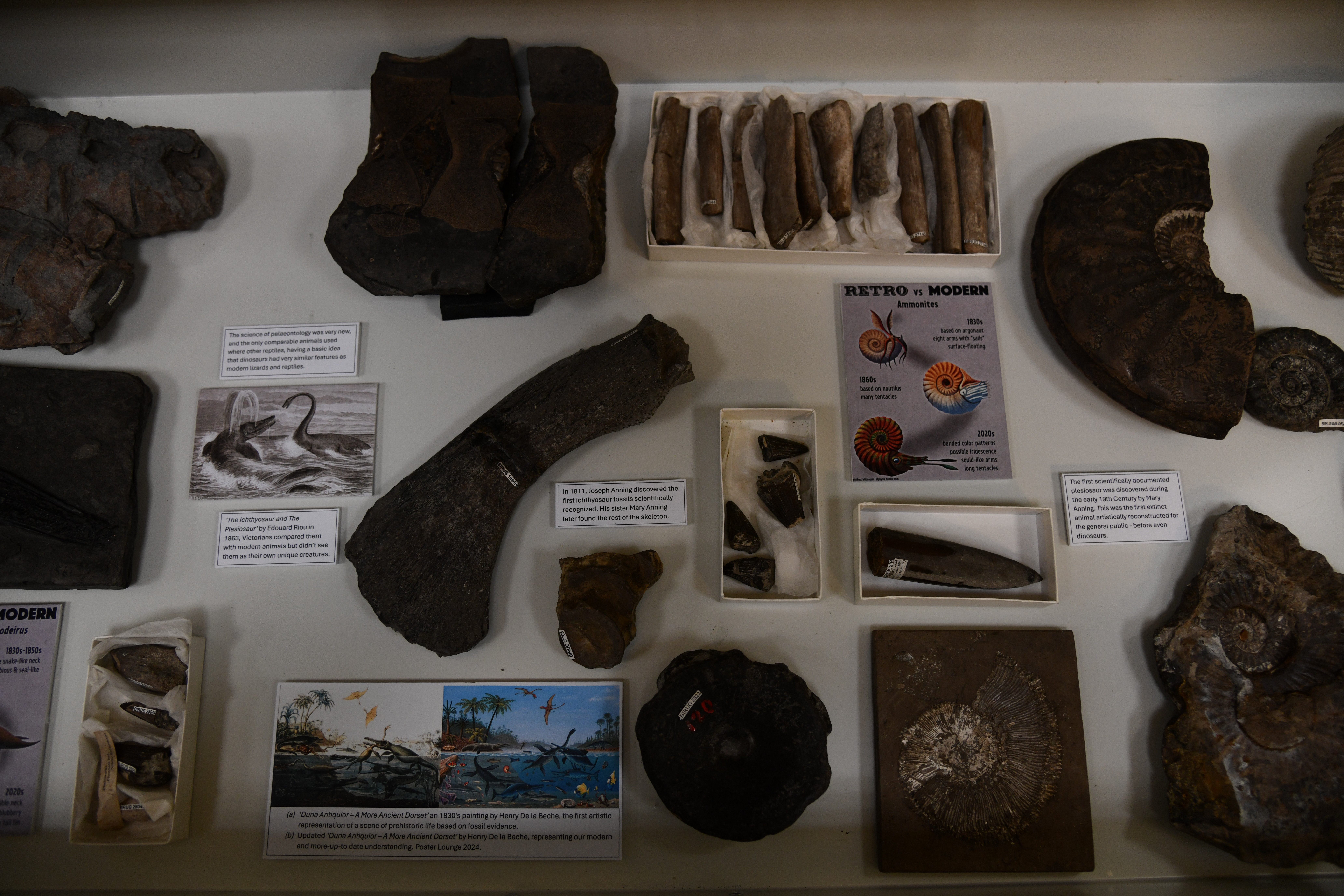 A drawer displaying multiple Jurassic marine fossils.