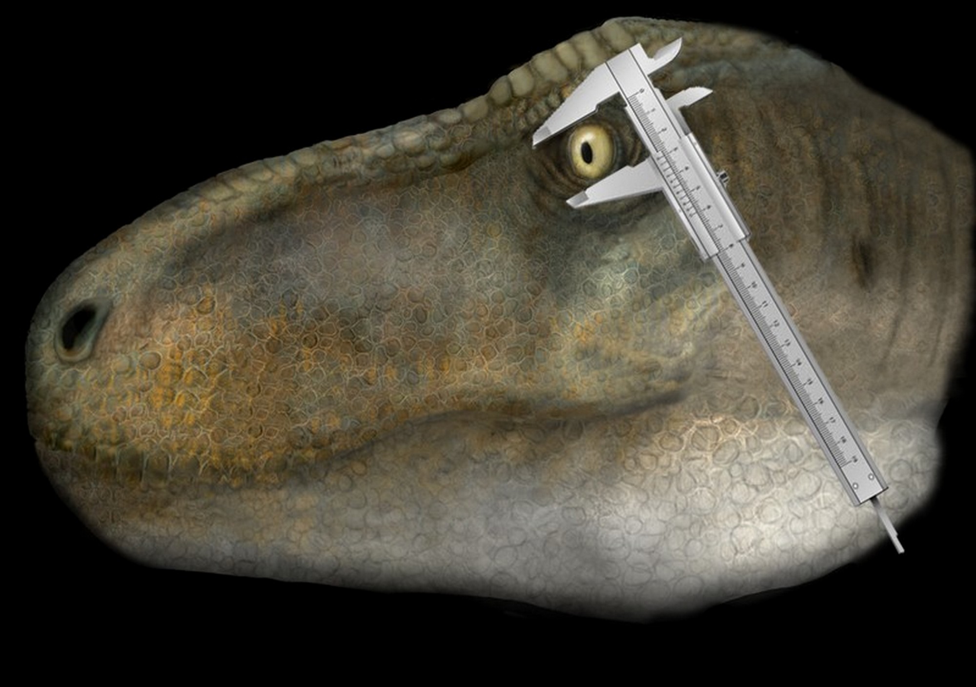 A tyrannosaur with a caliper measuring the eye. Artwork by Dr Stephan Lautenschlager.