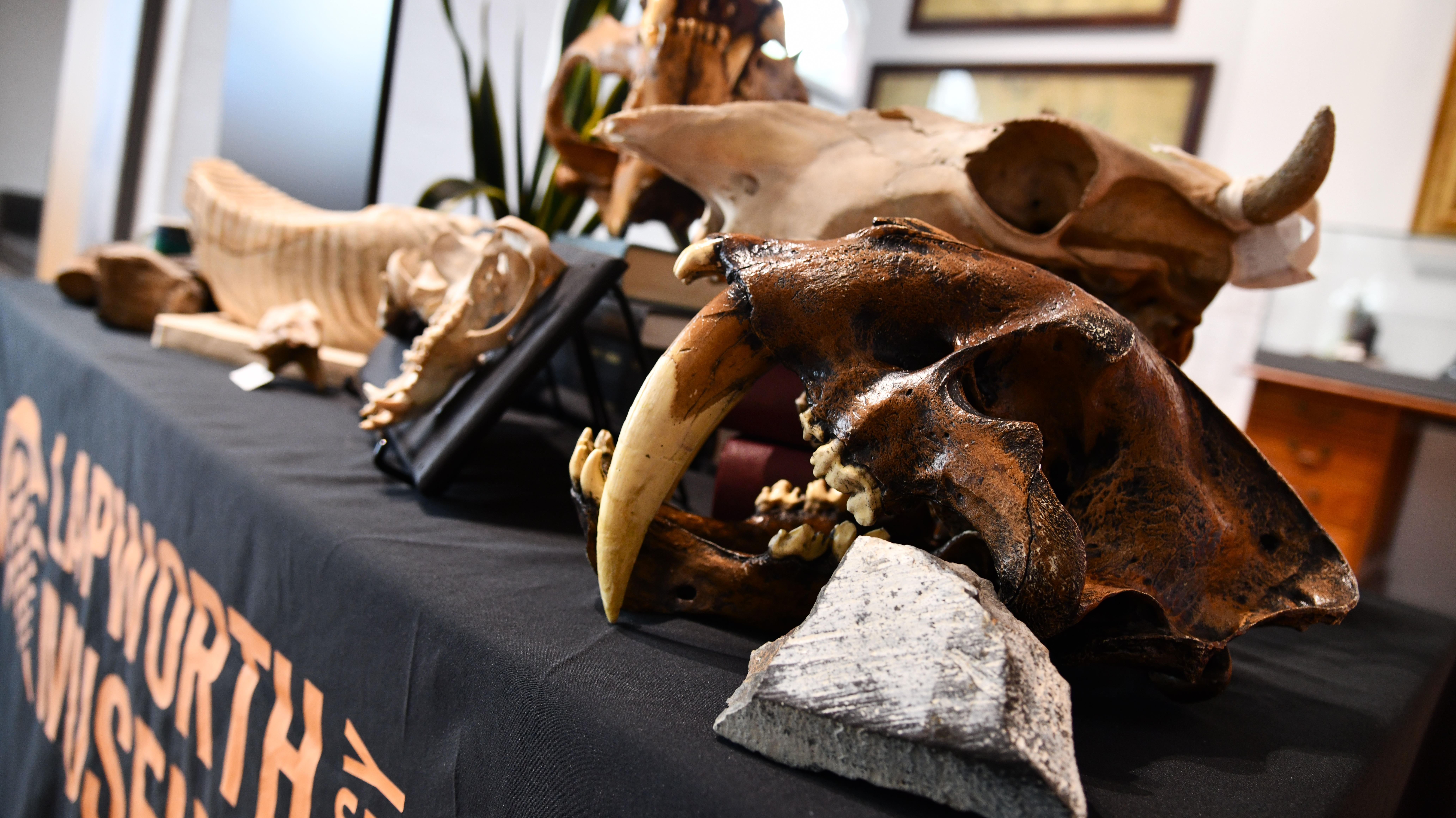 A series of fossil skulls on a table.