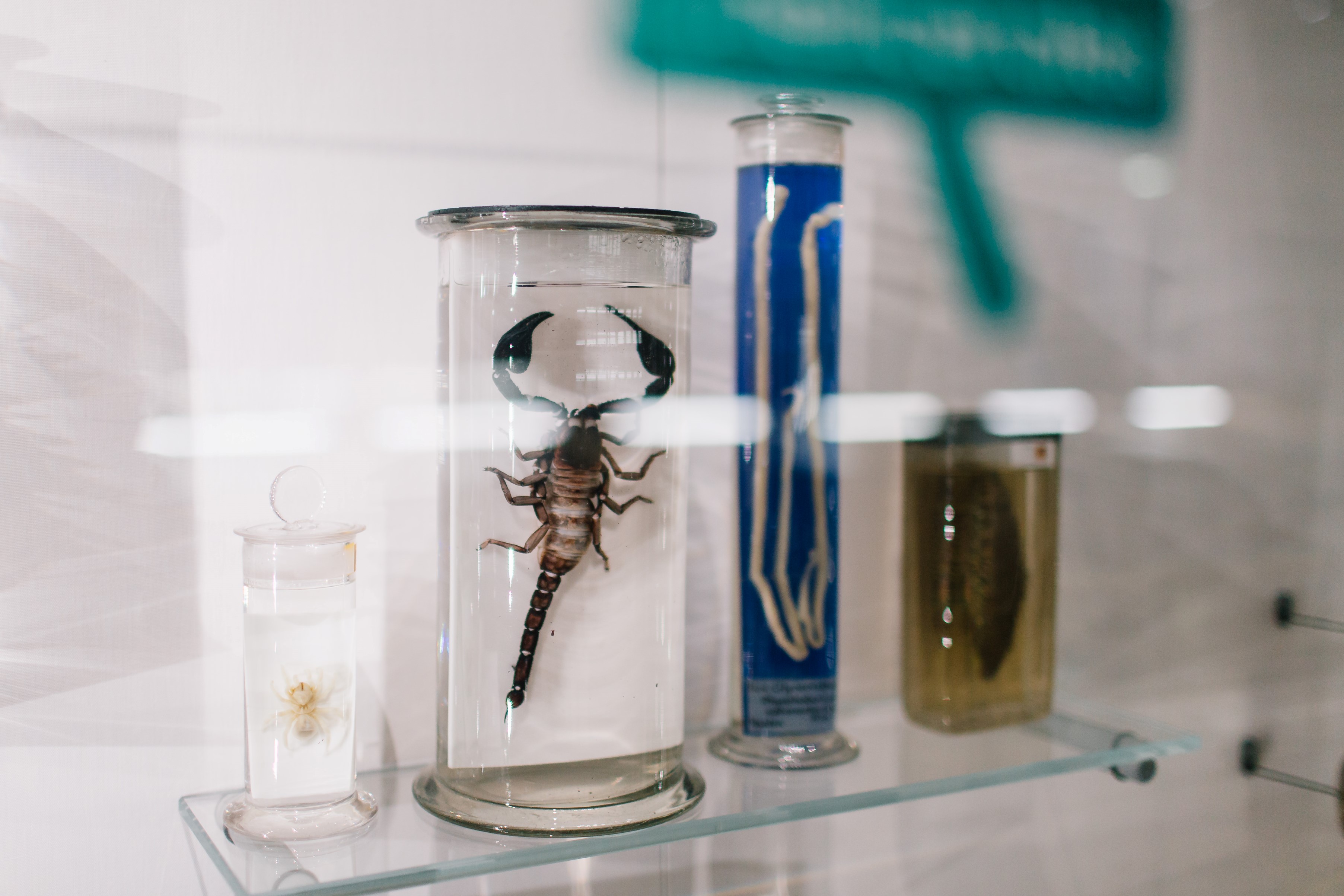 A preserved scorpion in a glass jar.
