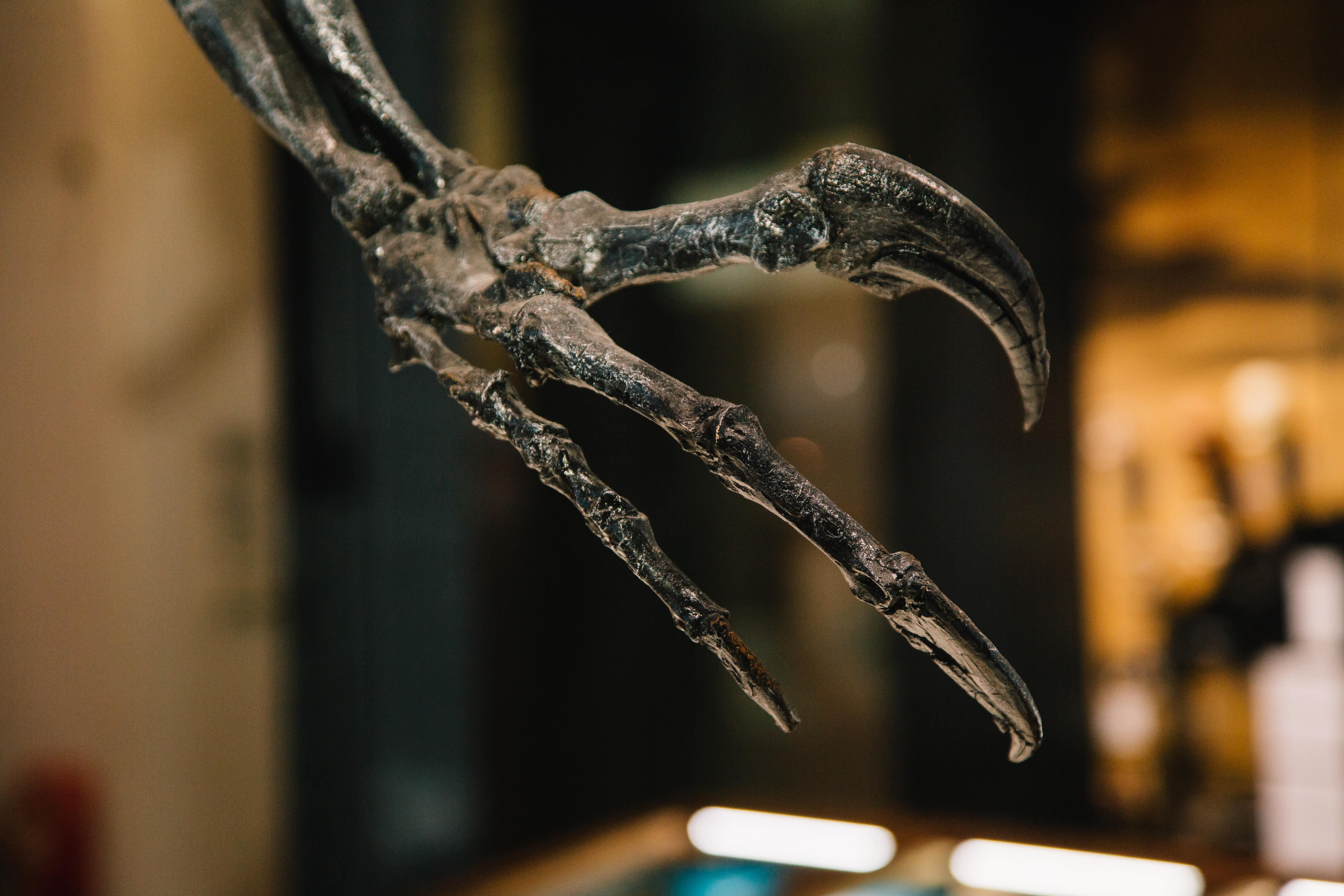 An Allosaurus skeleton hand and claws.