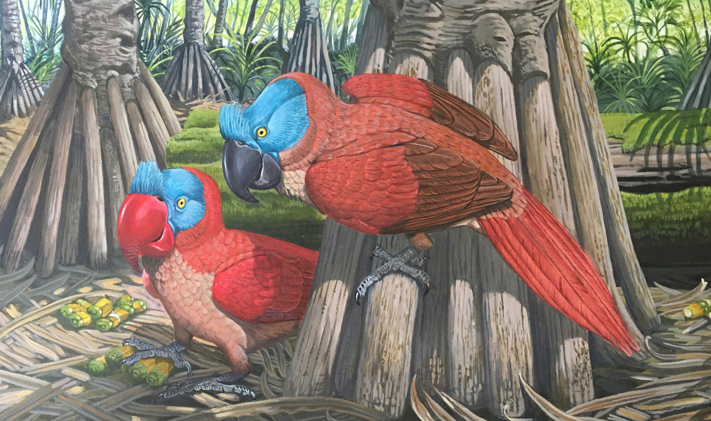 Artist painting of two red, broad-billed parrots (Lophopsittacus mauritianus) 