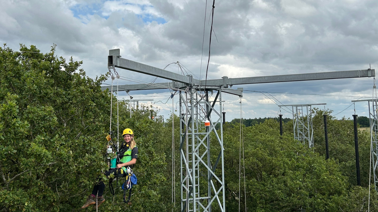 Dr Anna Gardner on a hoist in the forest skyline.