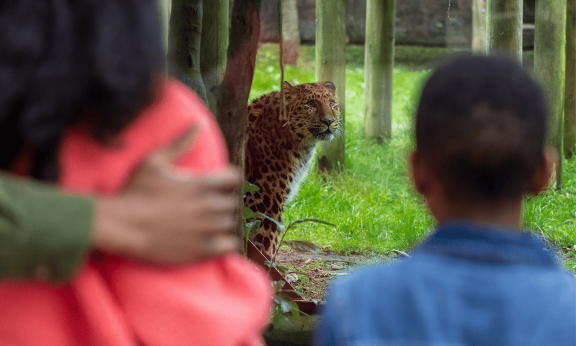 Two children looking into a zoo enclosure where there is leopard.