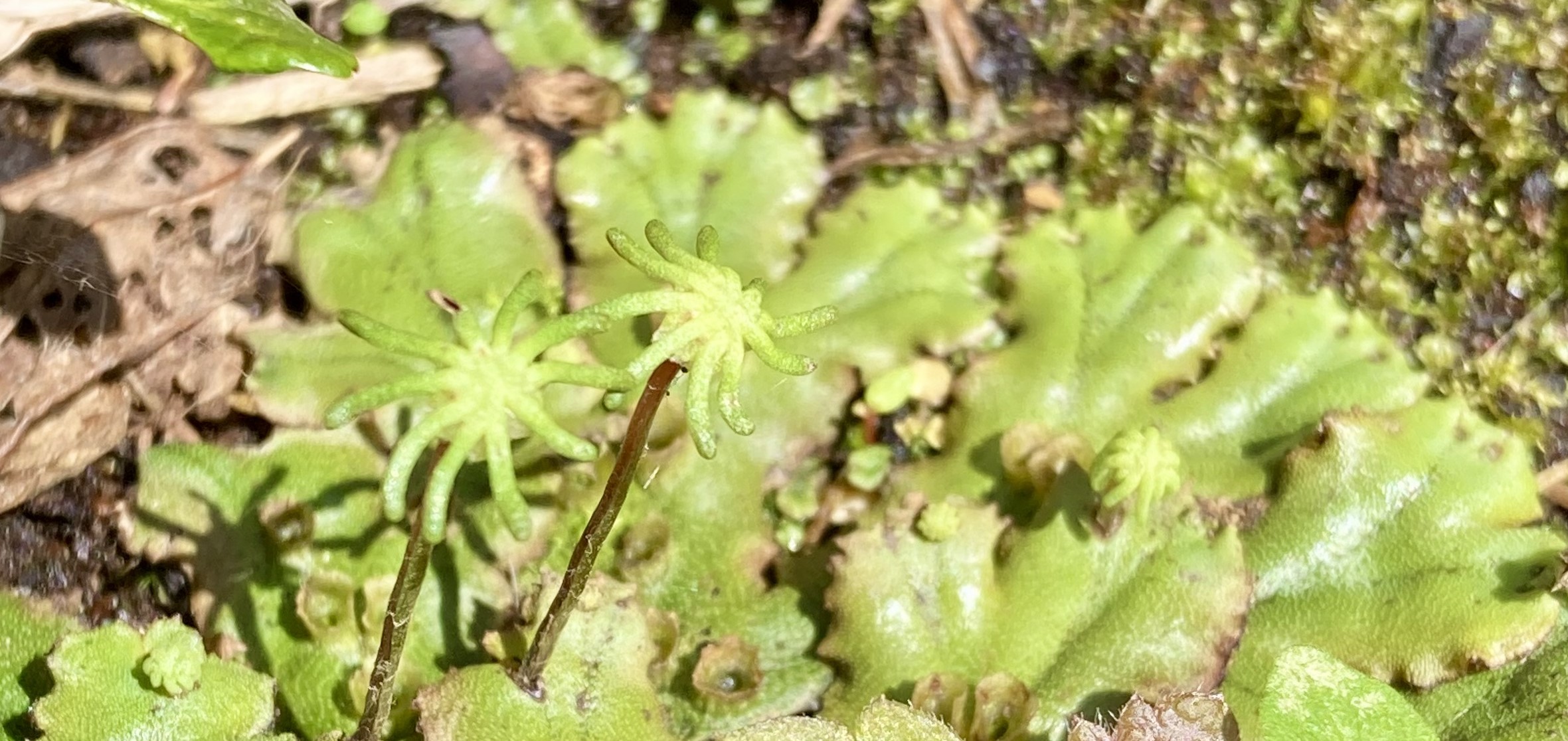 A clump of liverwort in a woodland