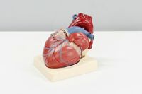 A plastic model of a heart used for teaching