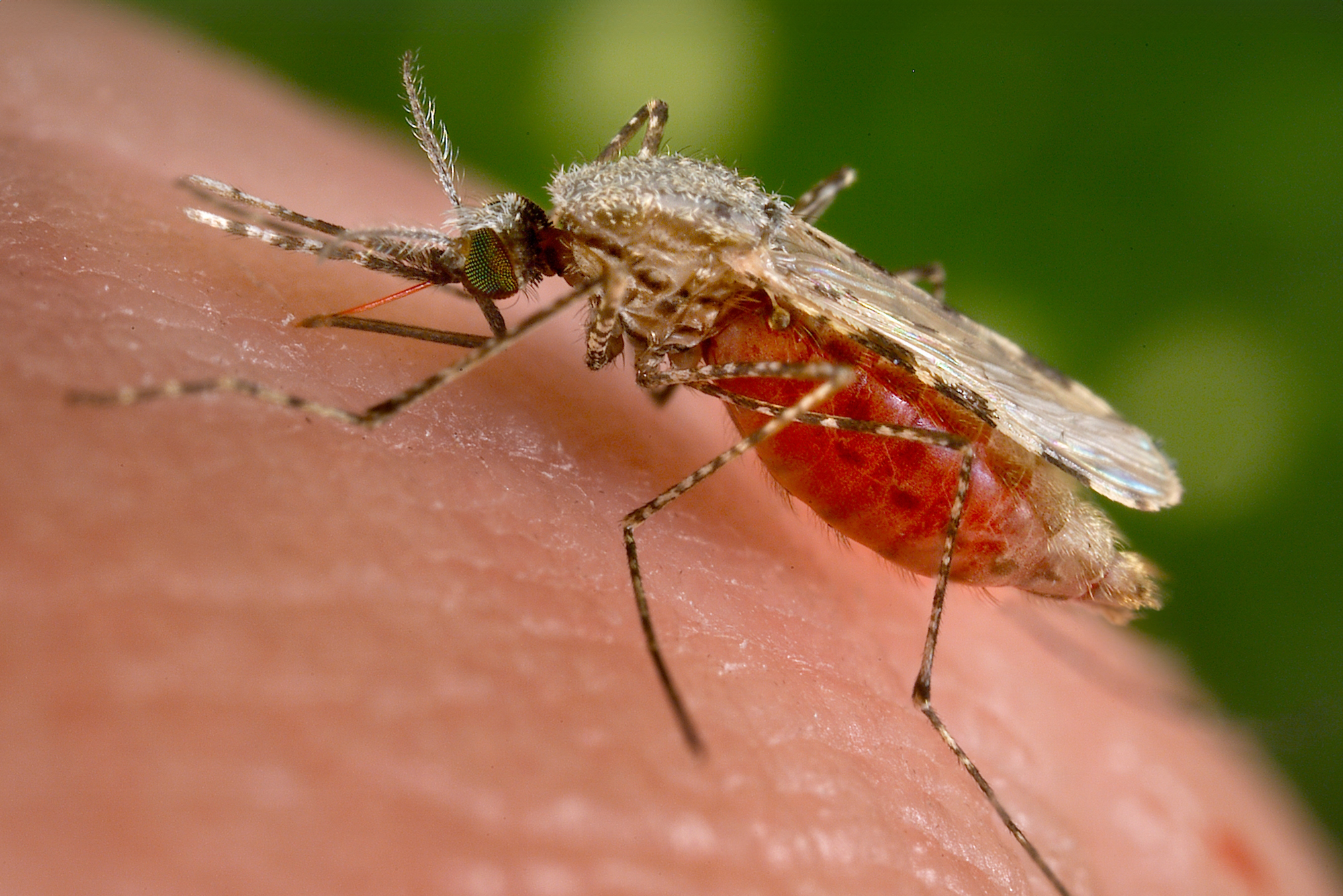 A macro shot of a mosquito (Anopheles stephensi) sucking blood through its proboscis