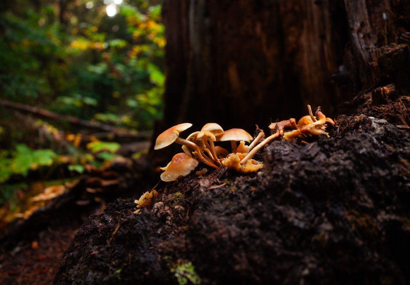 Mushrooms sprouting in a forest