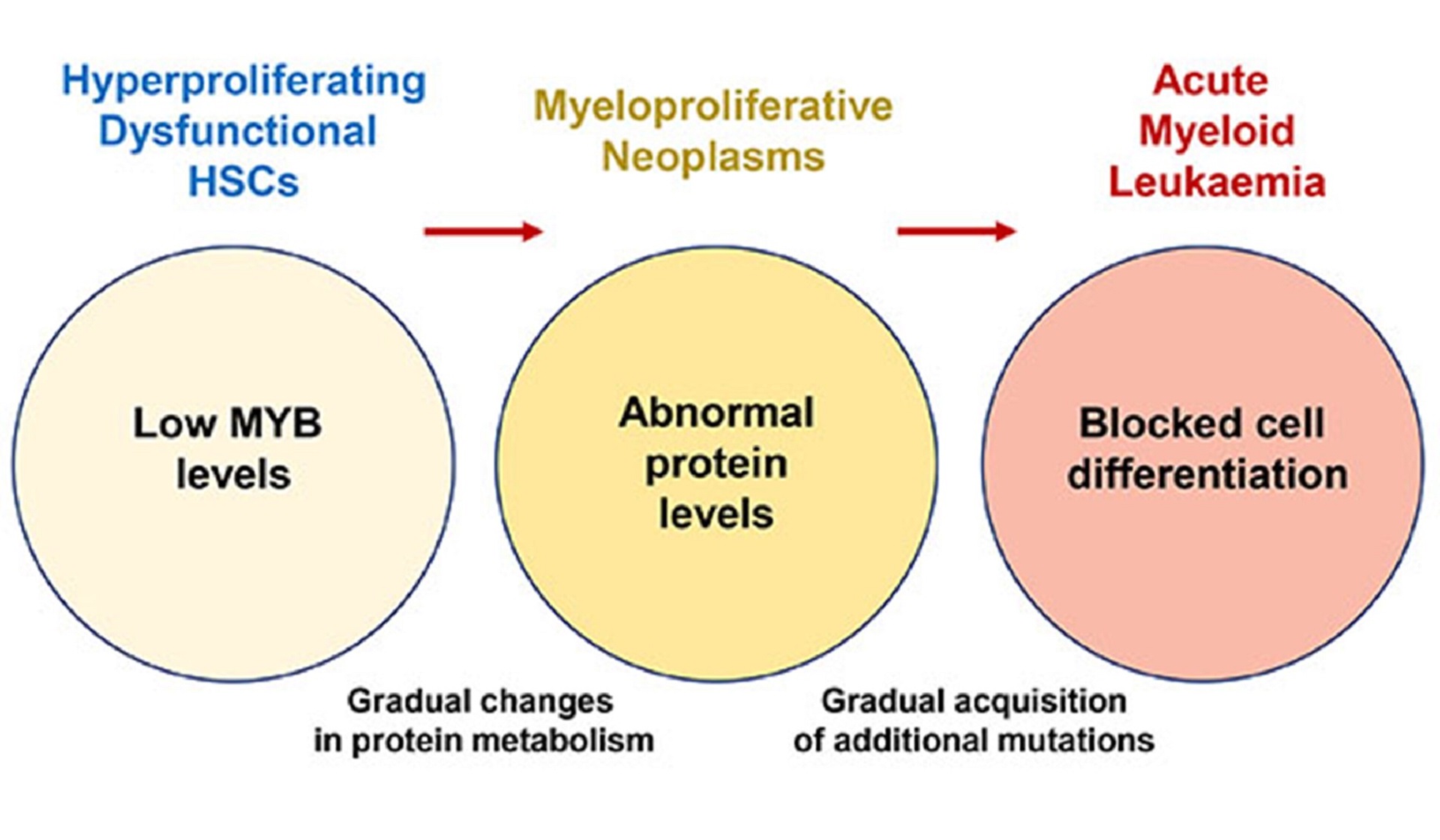 The process of malignant blood cell development.