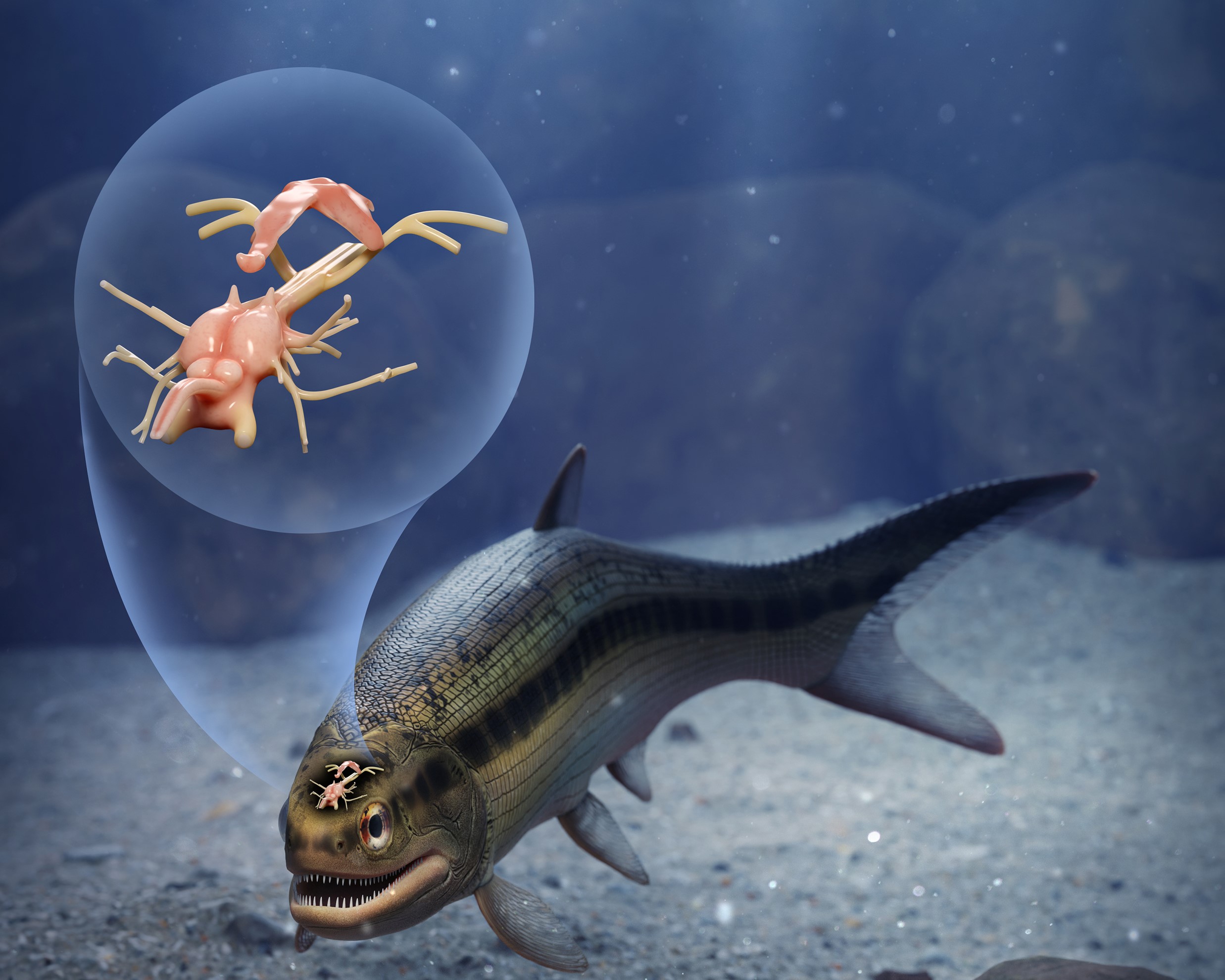 Artist's interpretation of a 319-million-year-old fish 