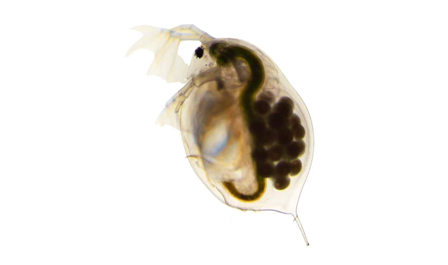 A microscopic image of a Daphnia against a white background