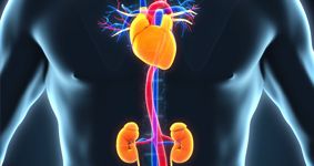 Heart and kidney in the human body