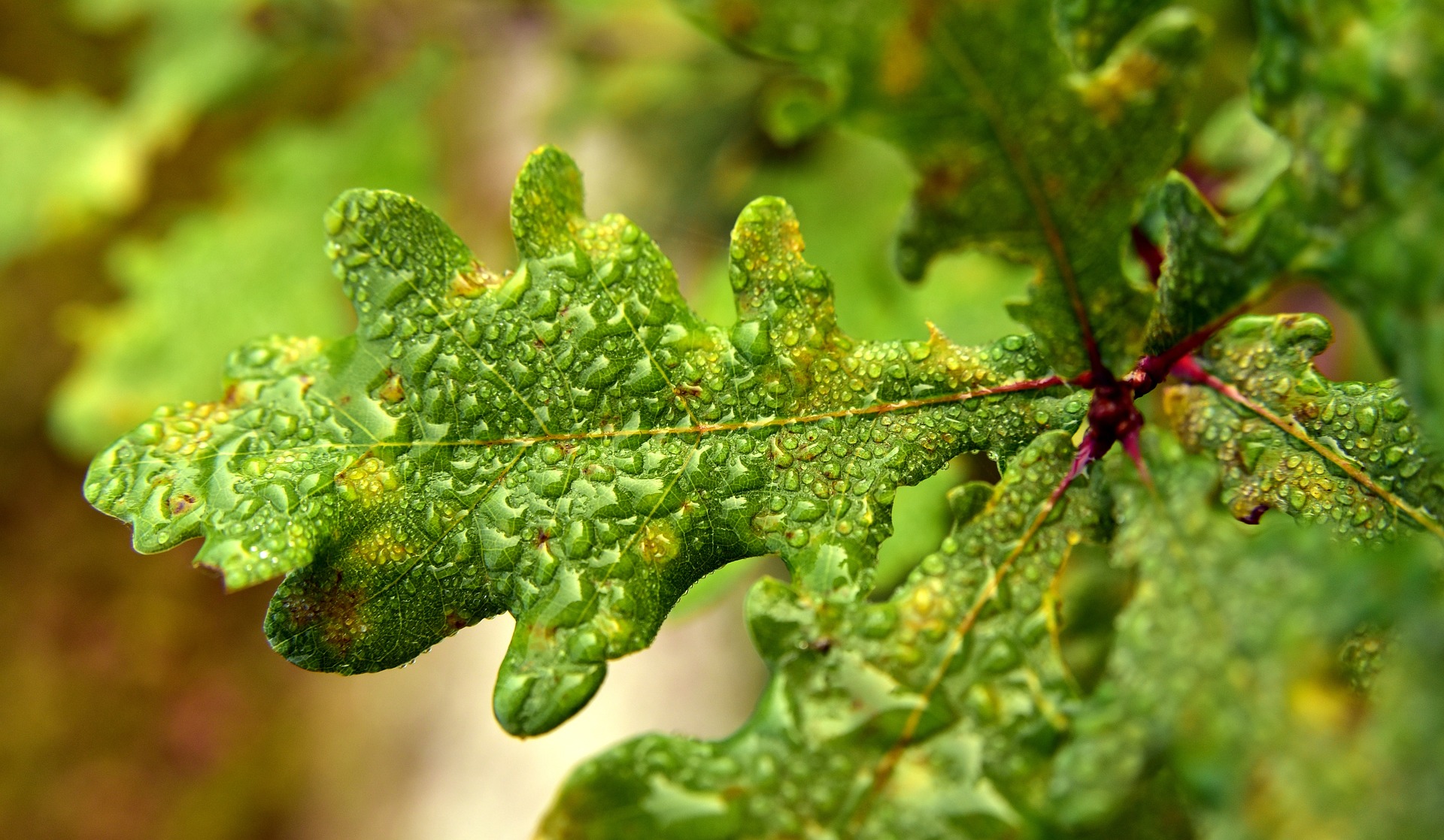 An oak leaf with water drops