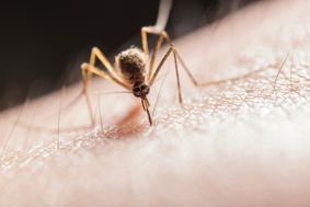 Mosquito biting a person's arm.