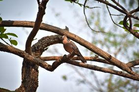 A turtle dove, sitting in a tree.