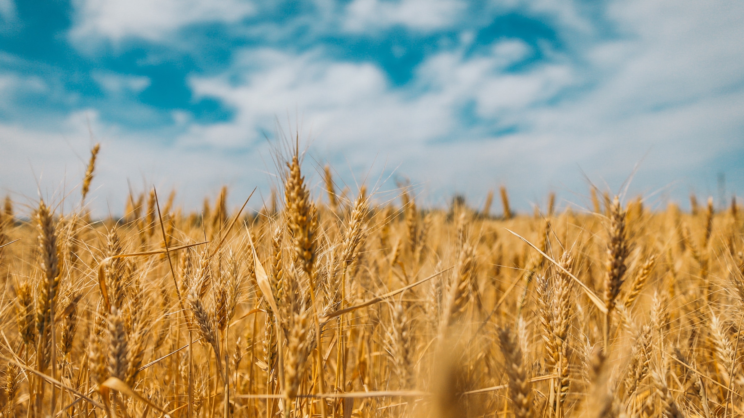 Field of grain in Ukraine
