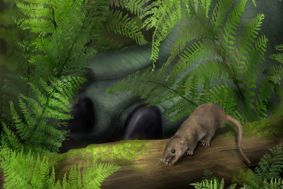Reconstruction of two small early mammal ancestors