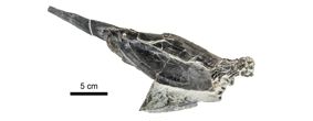 Reconstruction of fossil fish