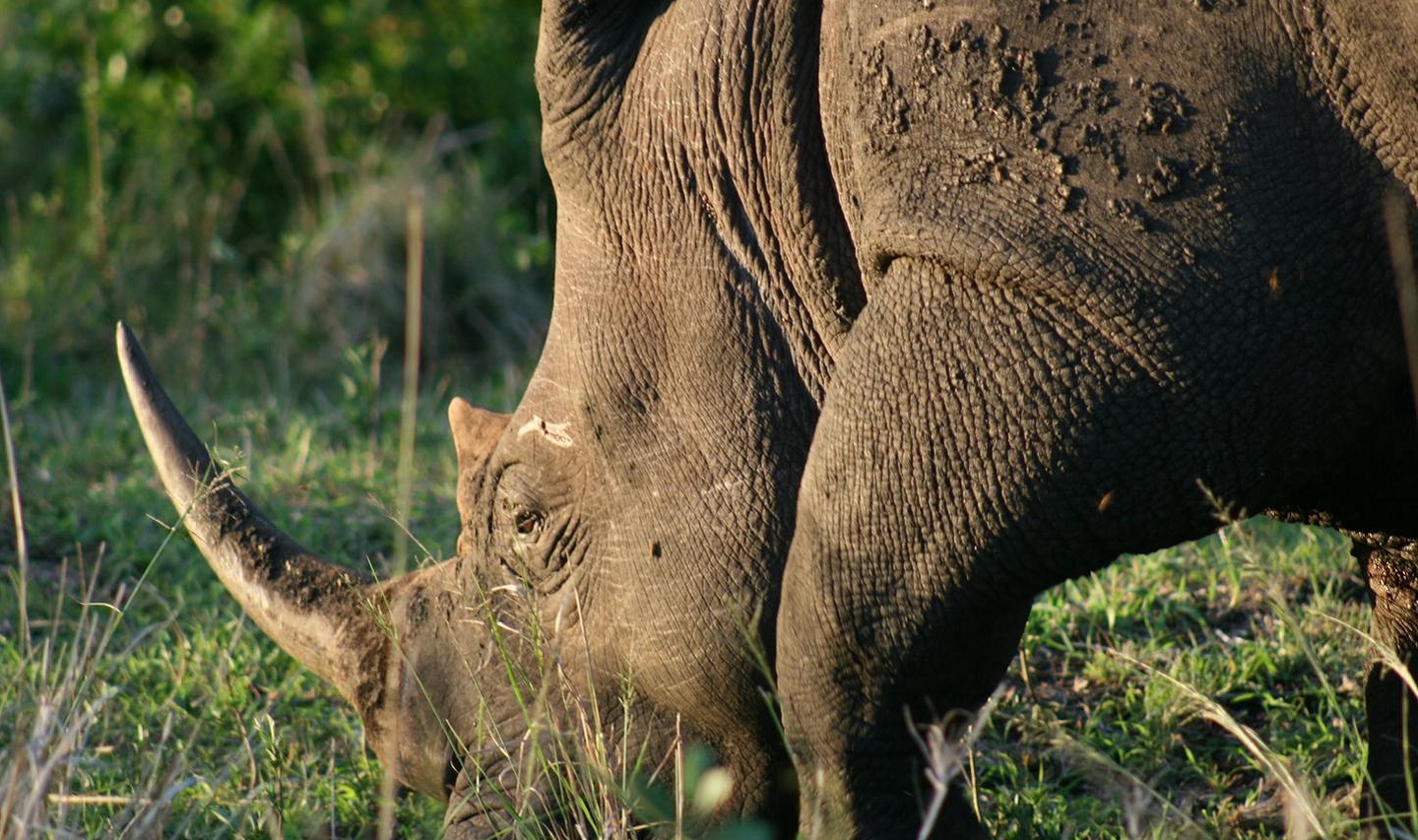 White rhino grazing on grass