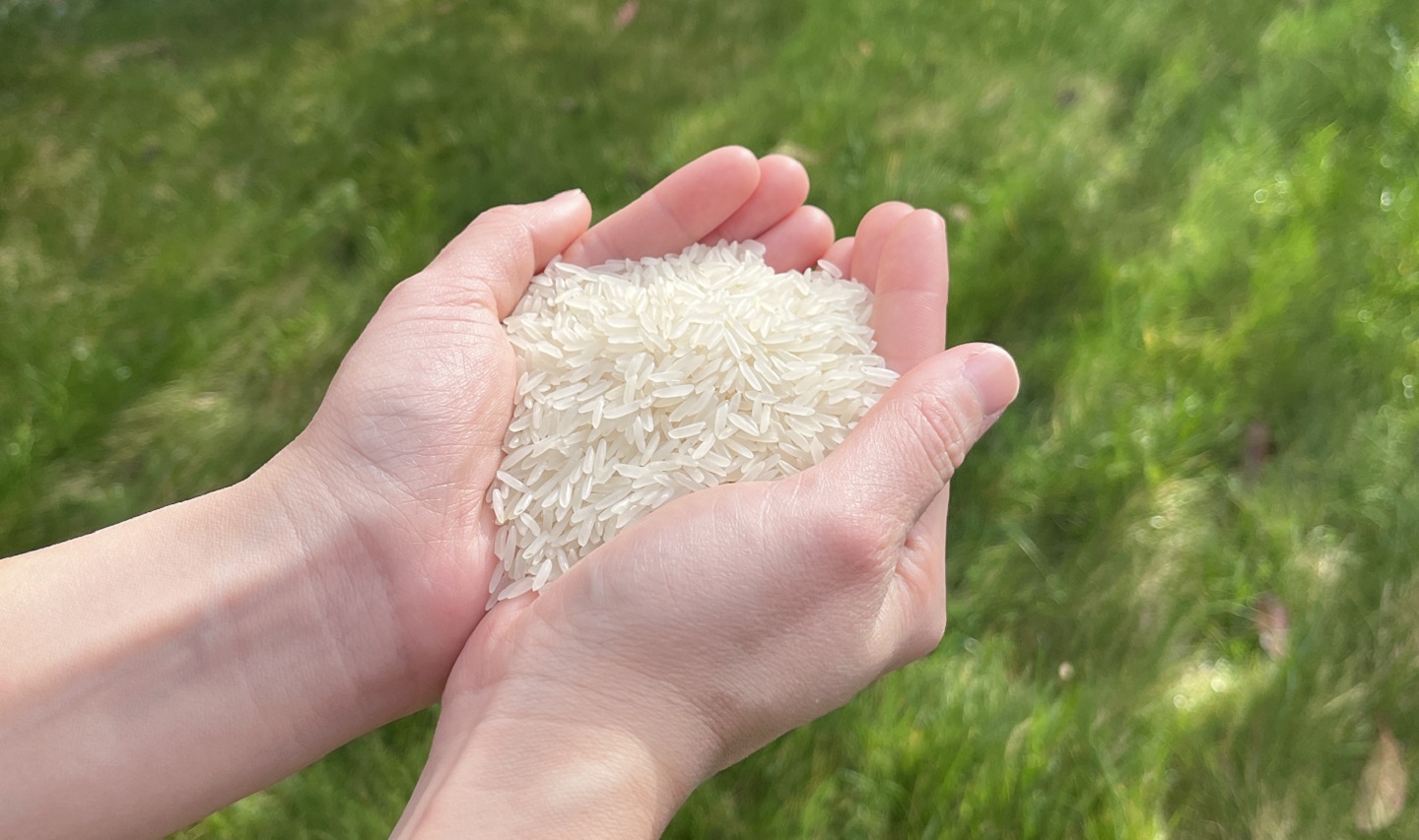 Cupped hands holding rice