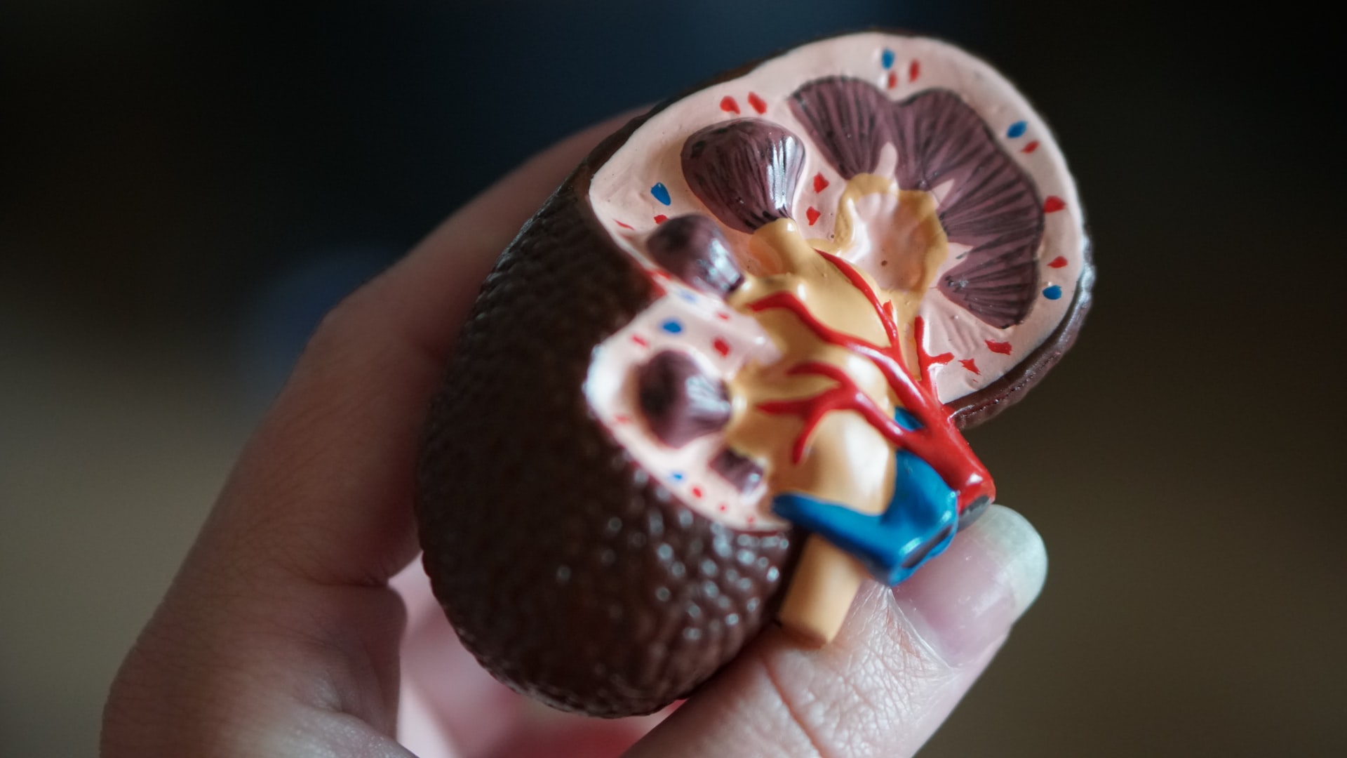 Close up picture of a model of a kidney used for anatomy teaching