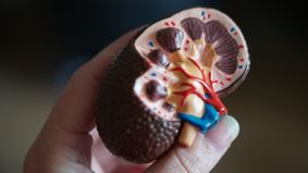 Close up picture of a model of a kidney used for anatomy teaching