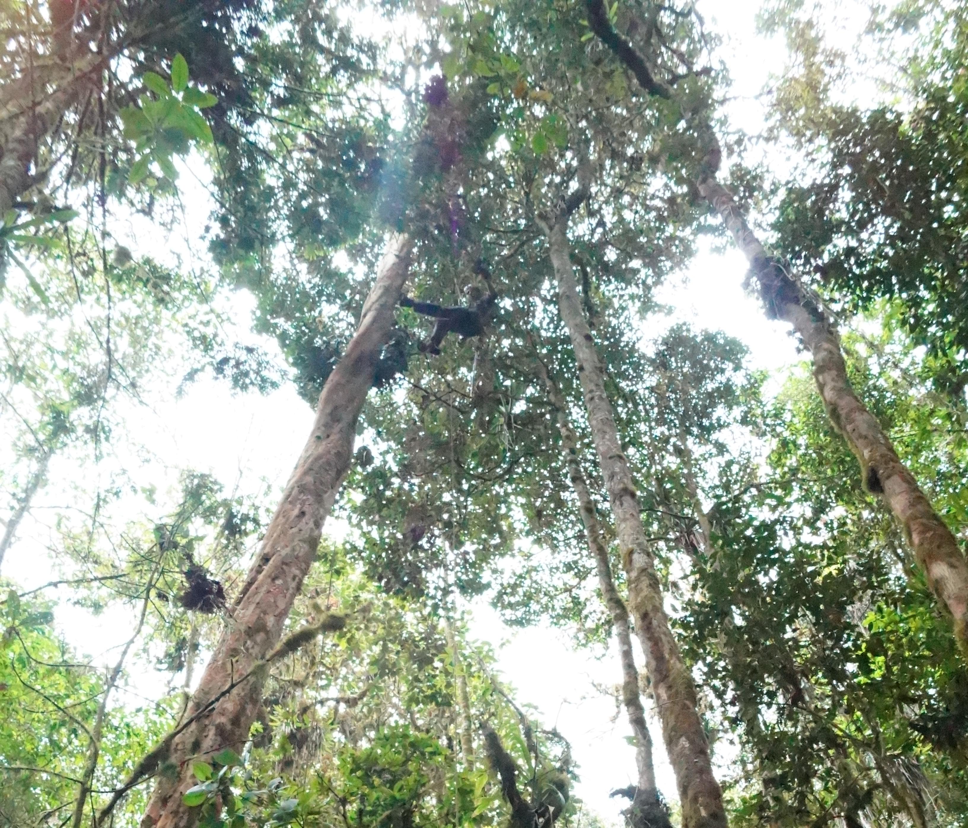 Researcher in the tree canopy conducting research