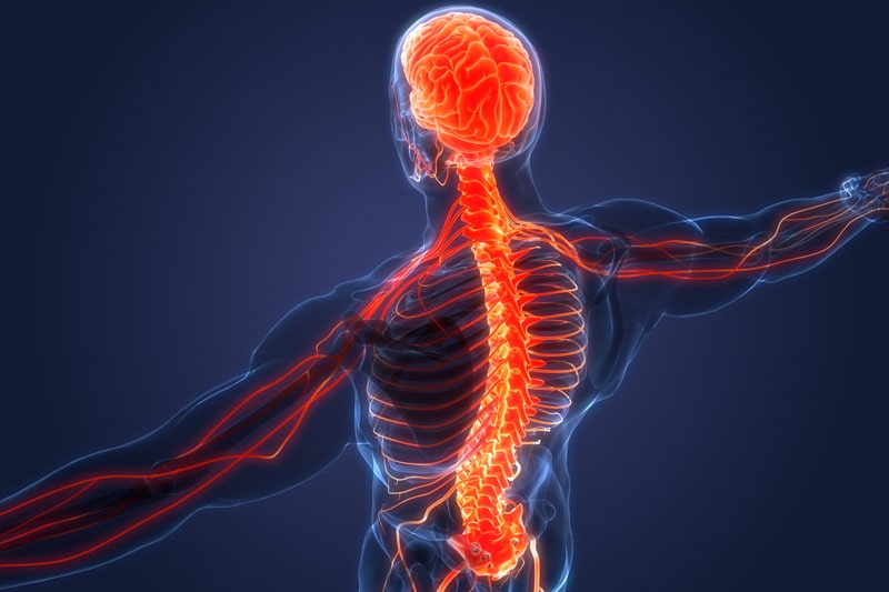 Image of inside human body highlighting the brain, neck and spinal cord.