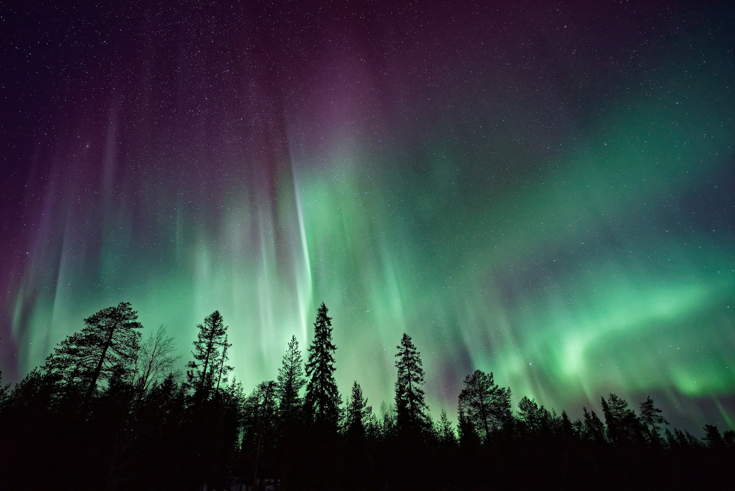 The Northern Lights with spectacular shafts of green and purple silhouetting a forest in the foreground