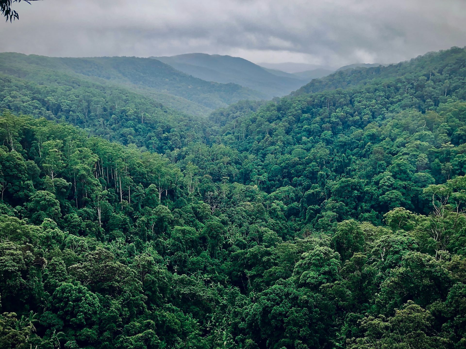 Australian rainforest