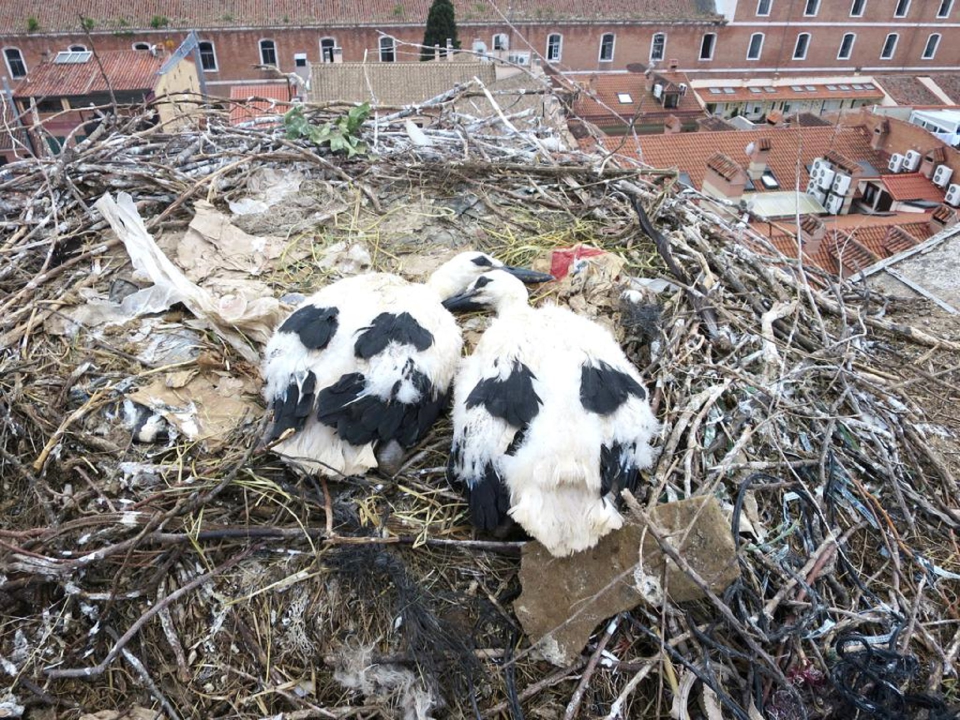 Two white stocks lying on a nest made partly of man-made materials above an urban environment