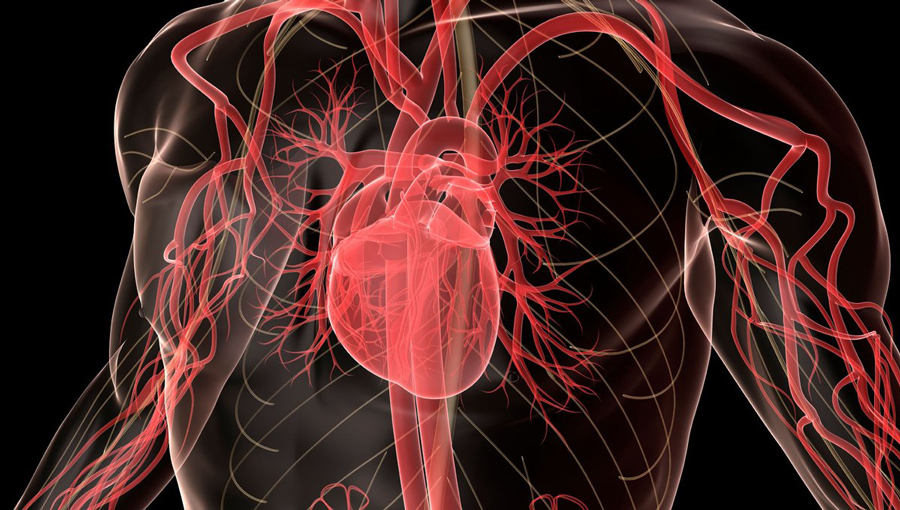 Digital image of a heart