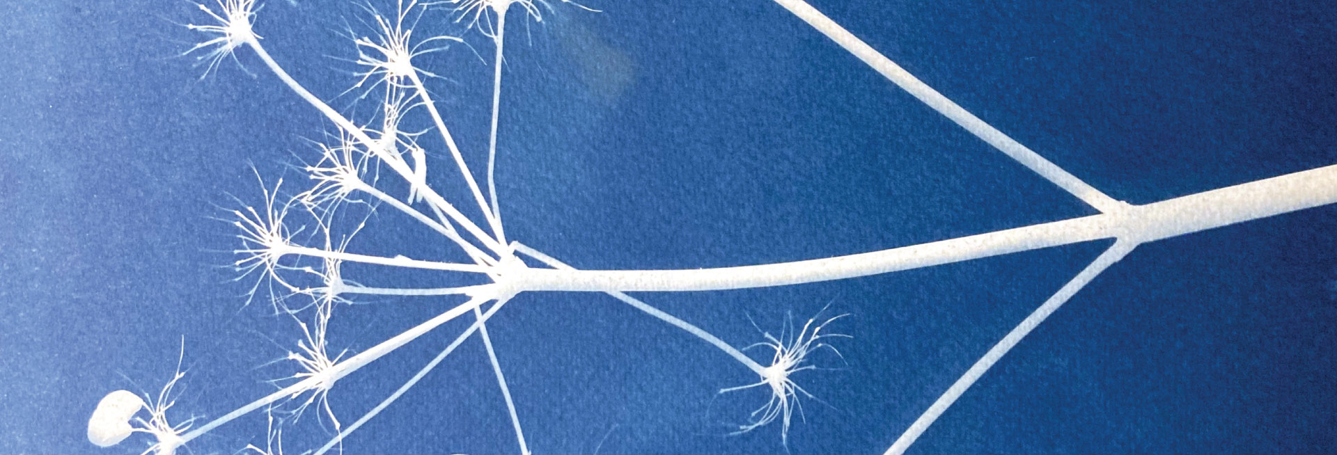 A white cyanotype print of a branch against a blue background.