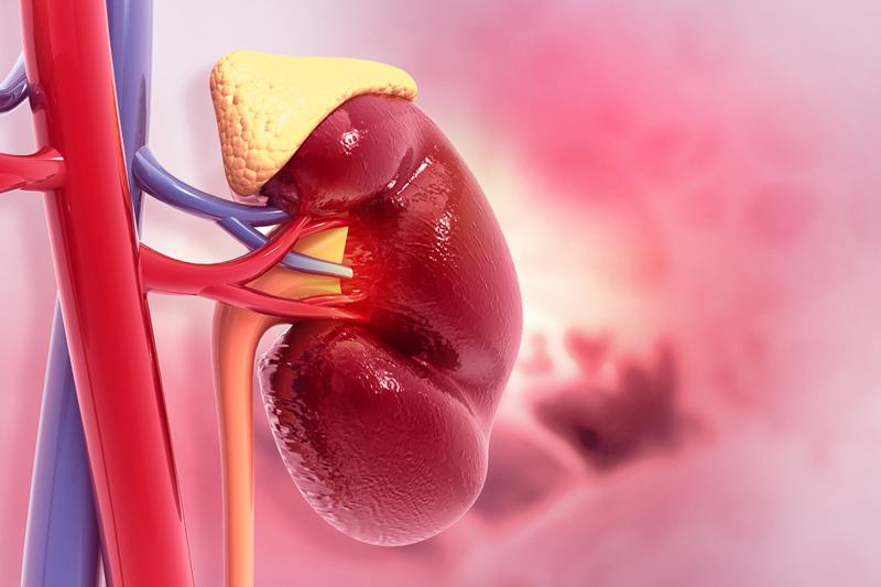 Image of kidney