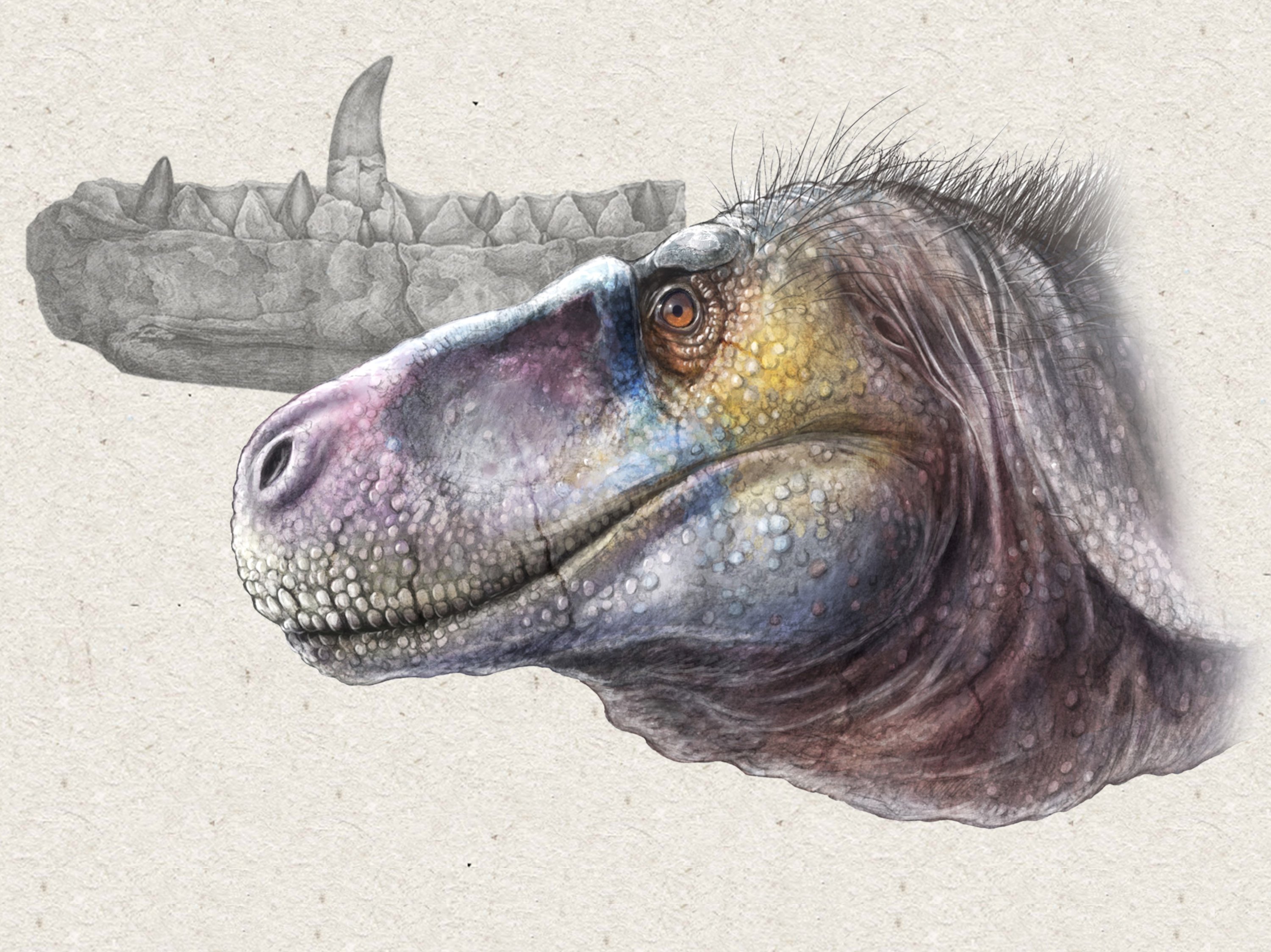 Artwork depicting the fossil jaw and reconstructed head of Megalosaurus. Art by Andy Frazer.