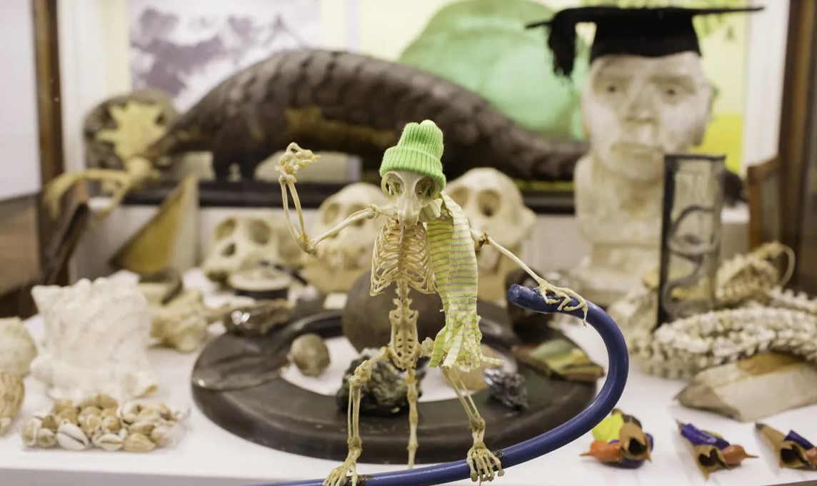 A Cabinet of Curiosities at the Lapworth Museum, featuring a galago skeleton in a woolly hat.